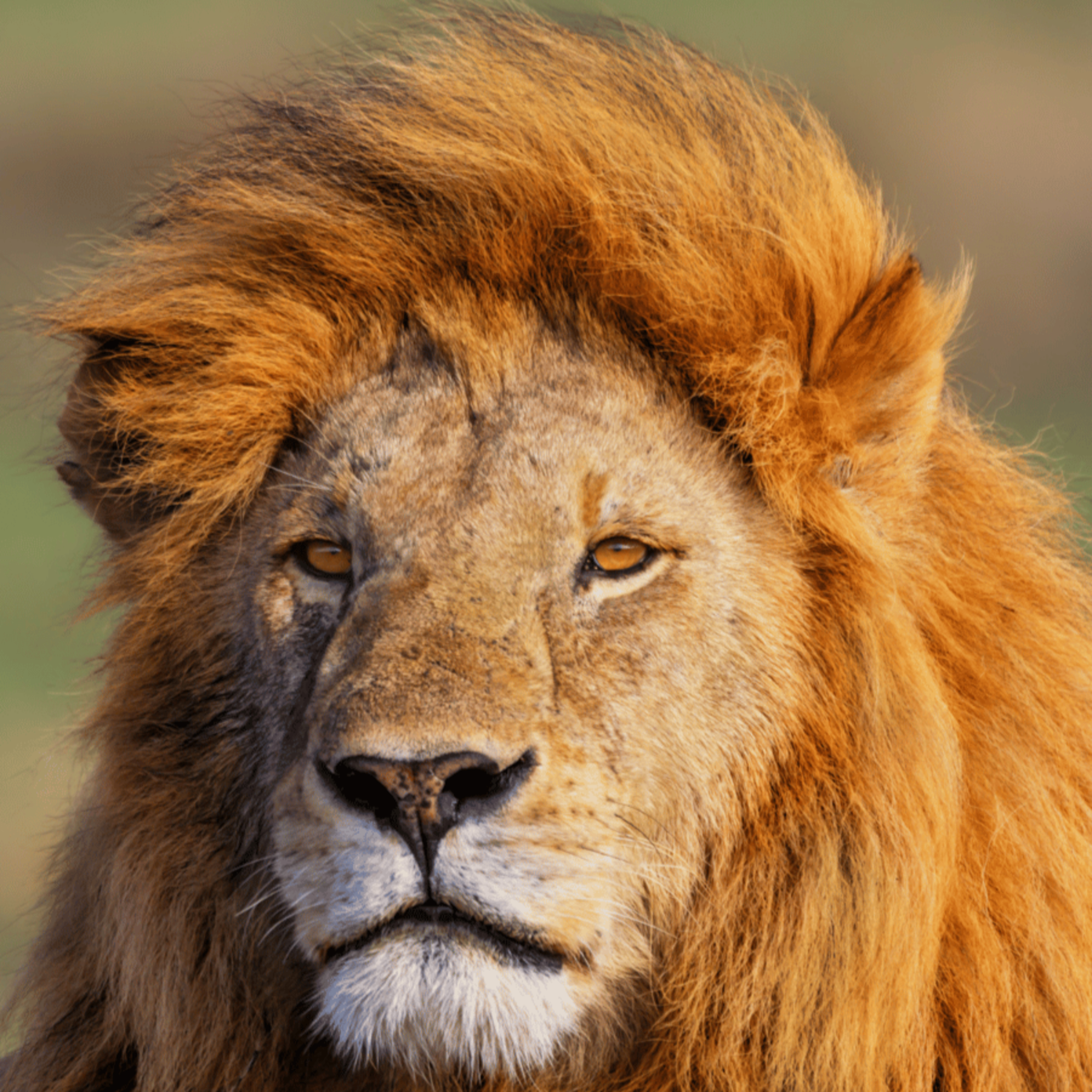 🦁 The Lion