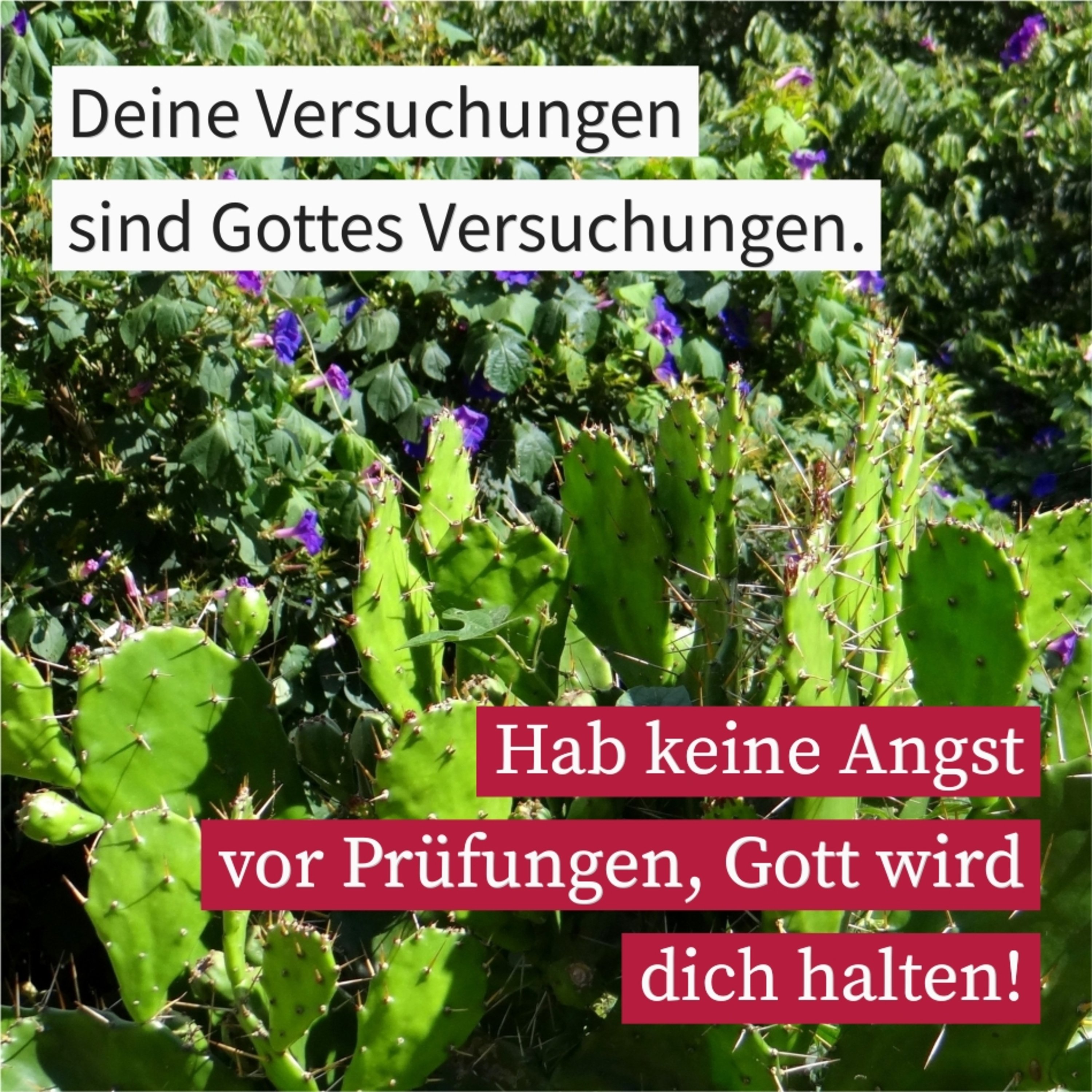 Die Versuchung Gottes episode artwork