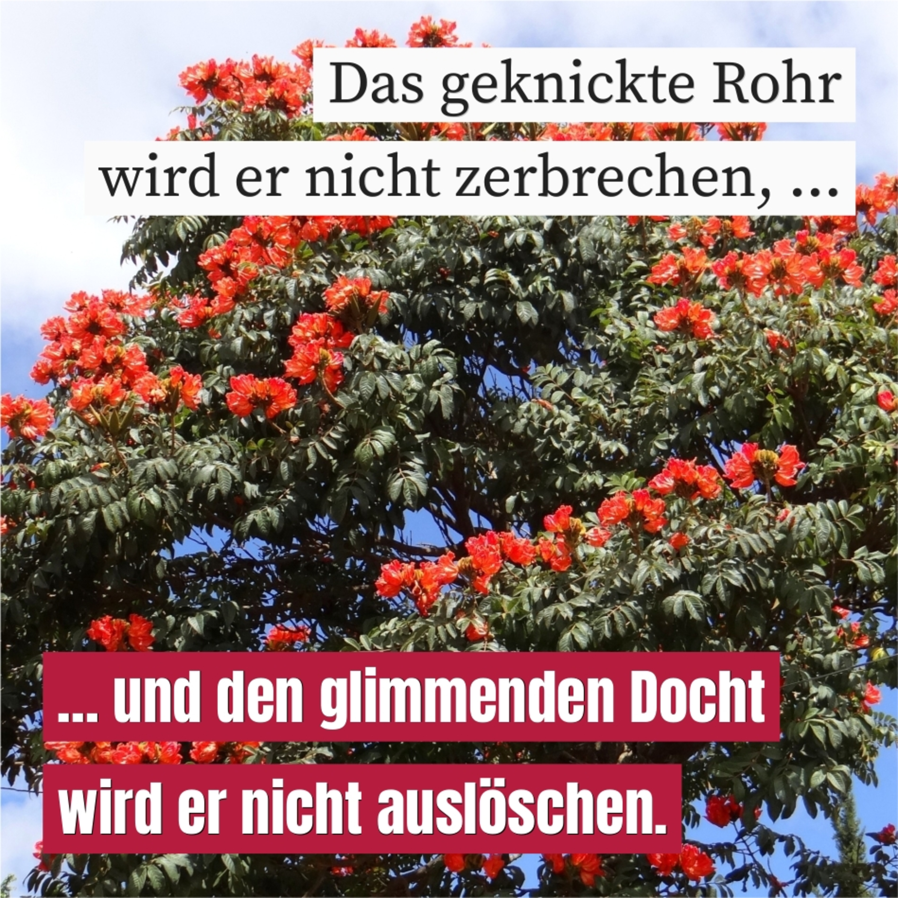 Das gebrochene Herz episode artwork