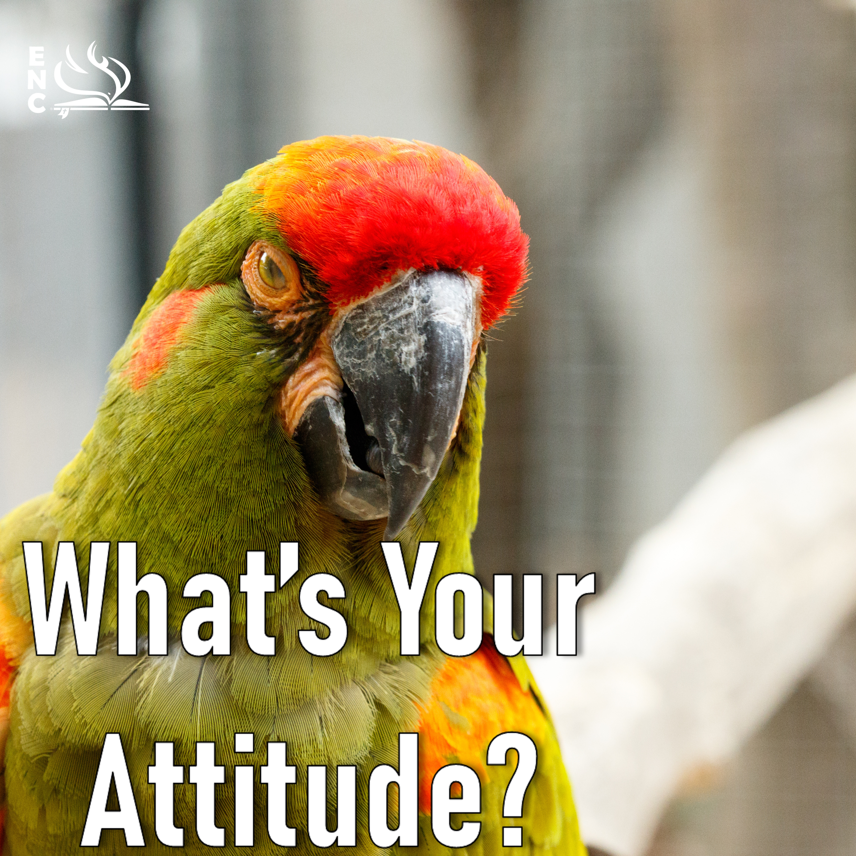 What's Your Attitude? episode artwork