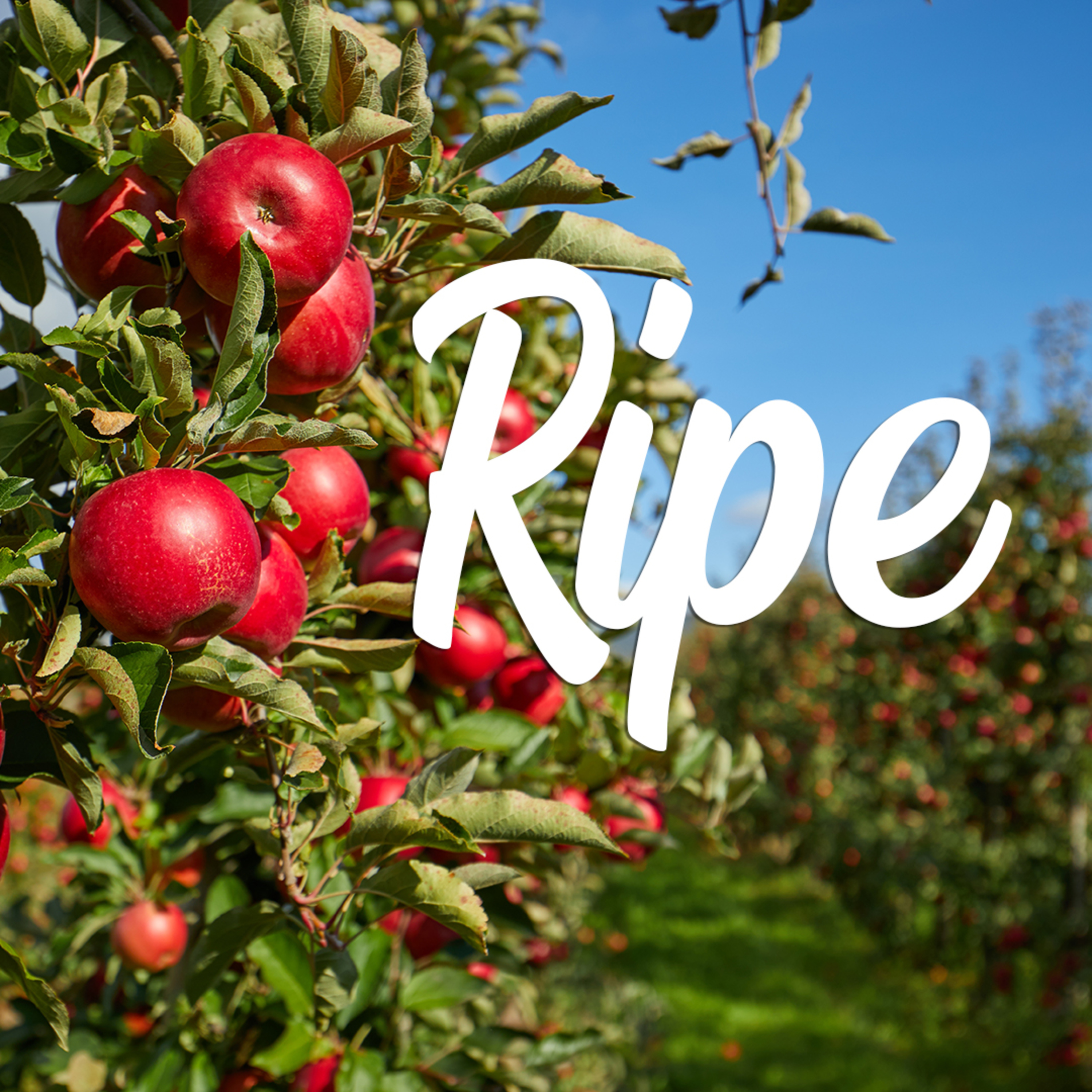 Ripe! episode artwork