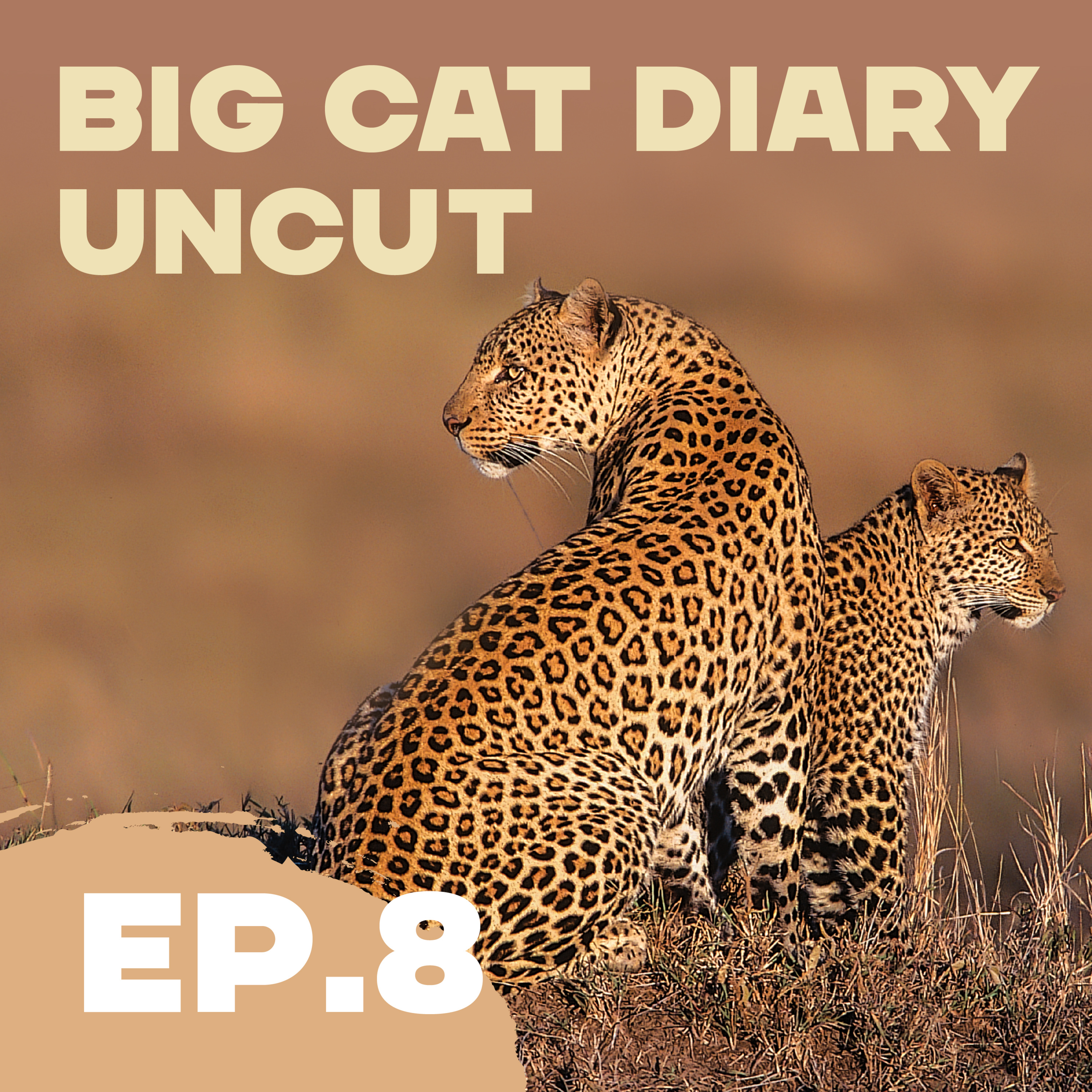 EPISODE 08: Big Cat Diary Uncut – '2006: A Lioness Called Tamu'