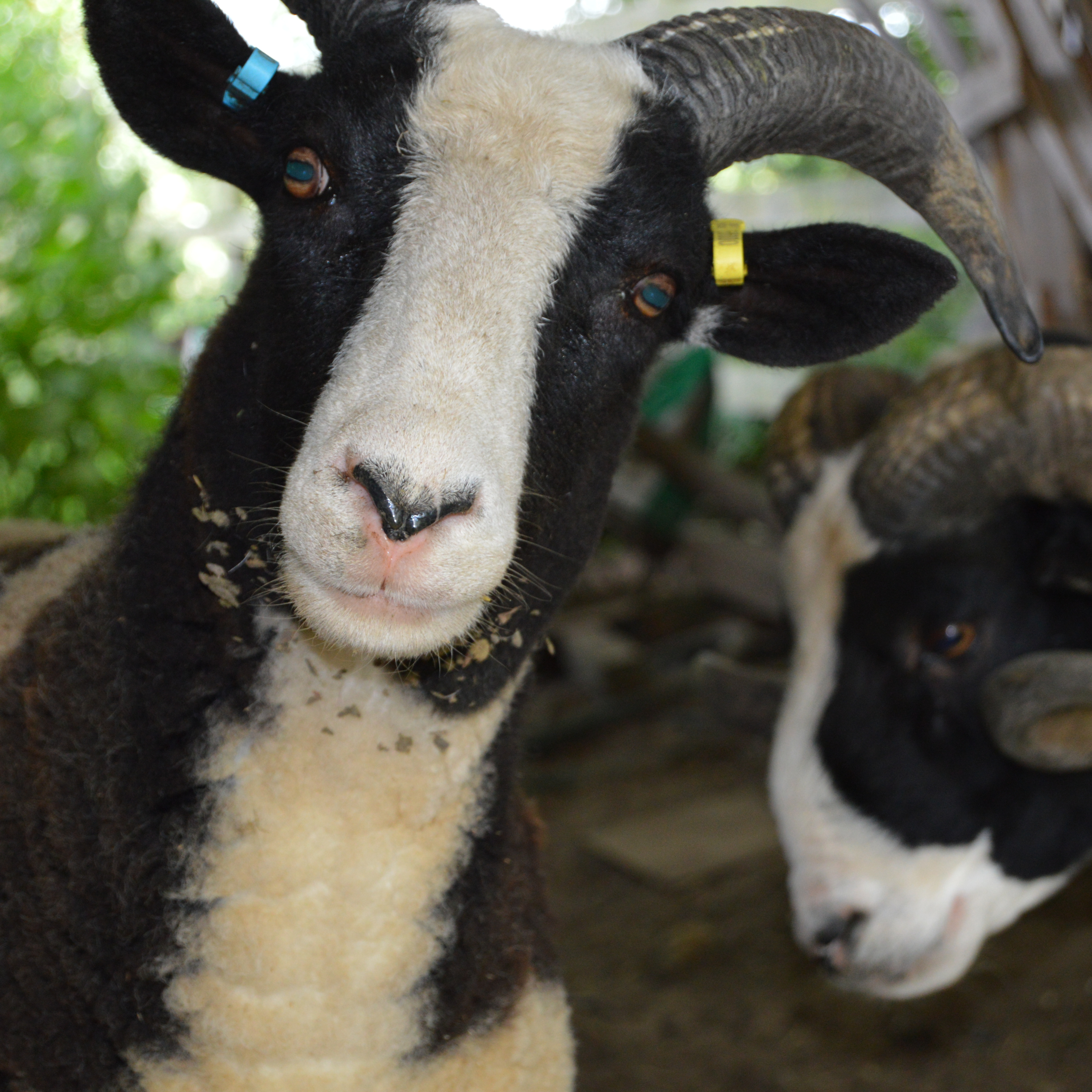 Everlong Farm - Life On A Smallholding Trailer