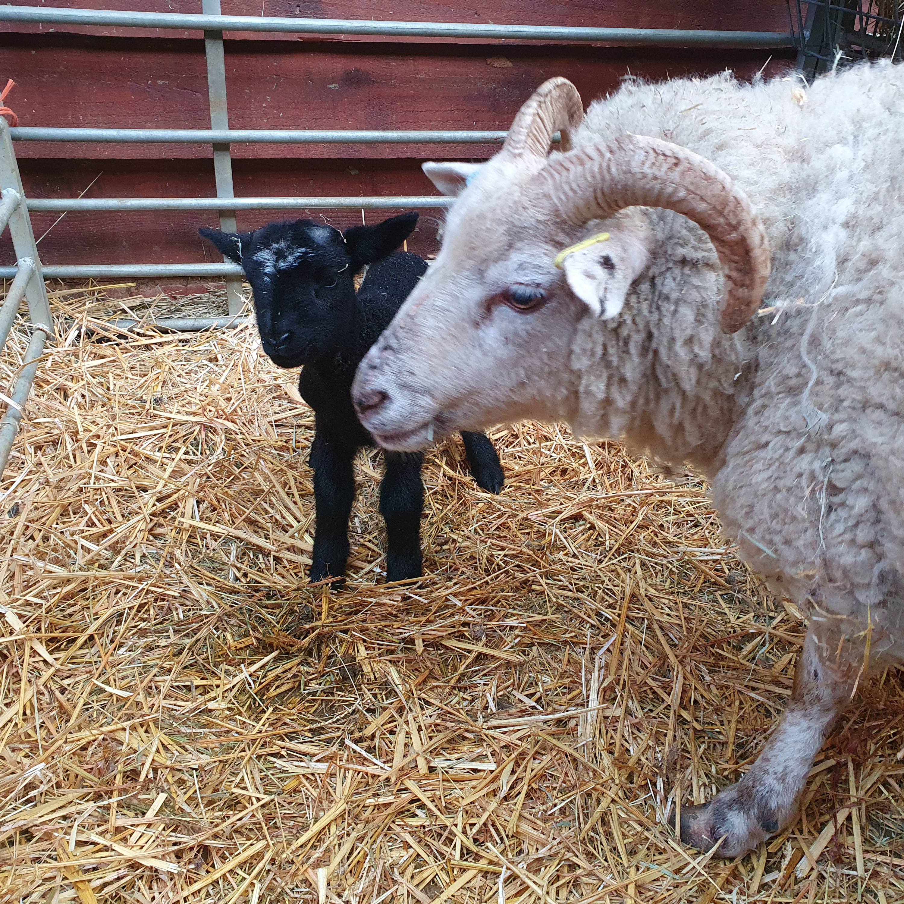 Episode 22 - Sowing the seeds, Easter lambs and the Kings go in
