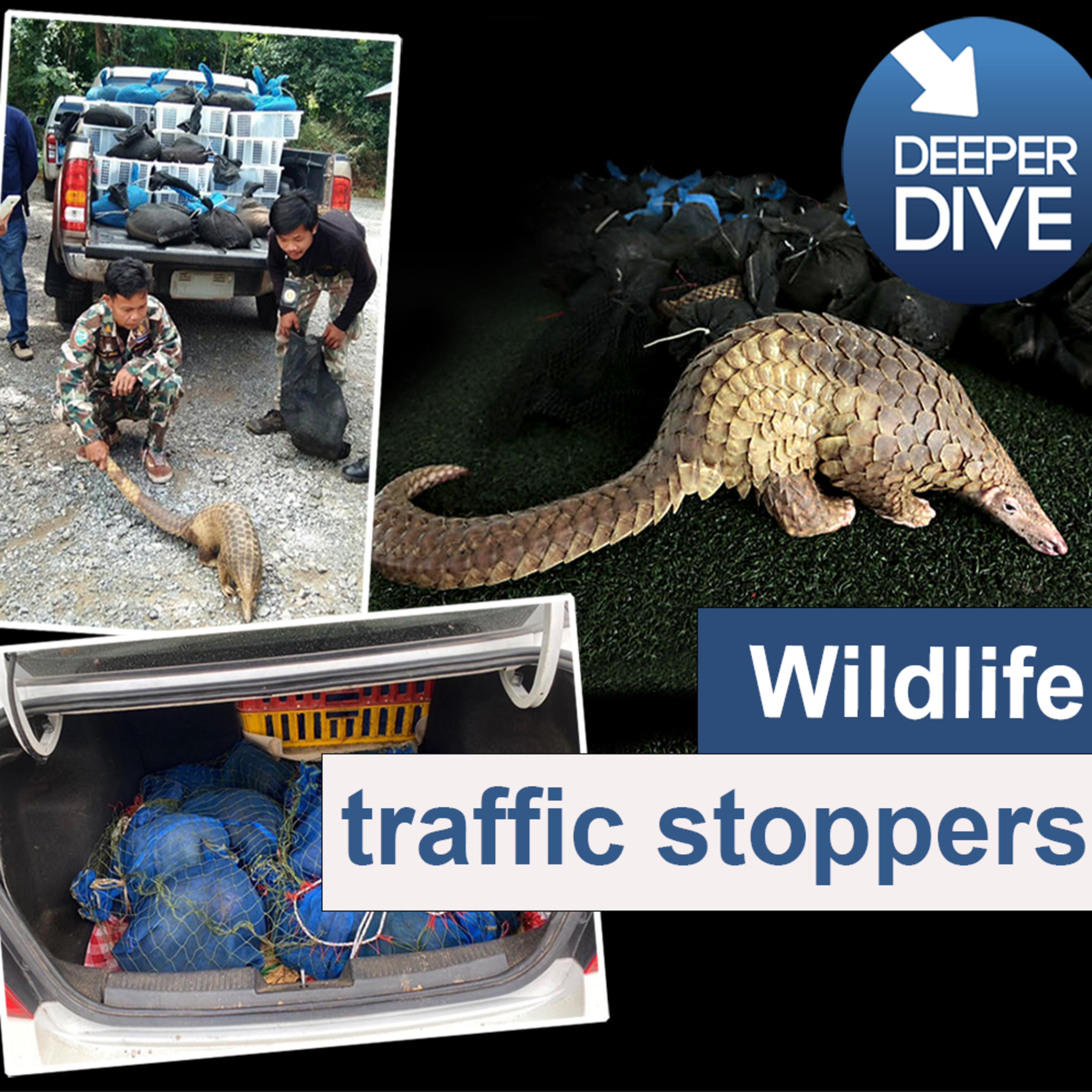 Deeper Dive Thailand