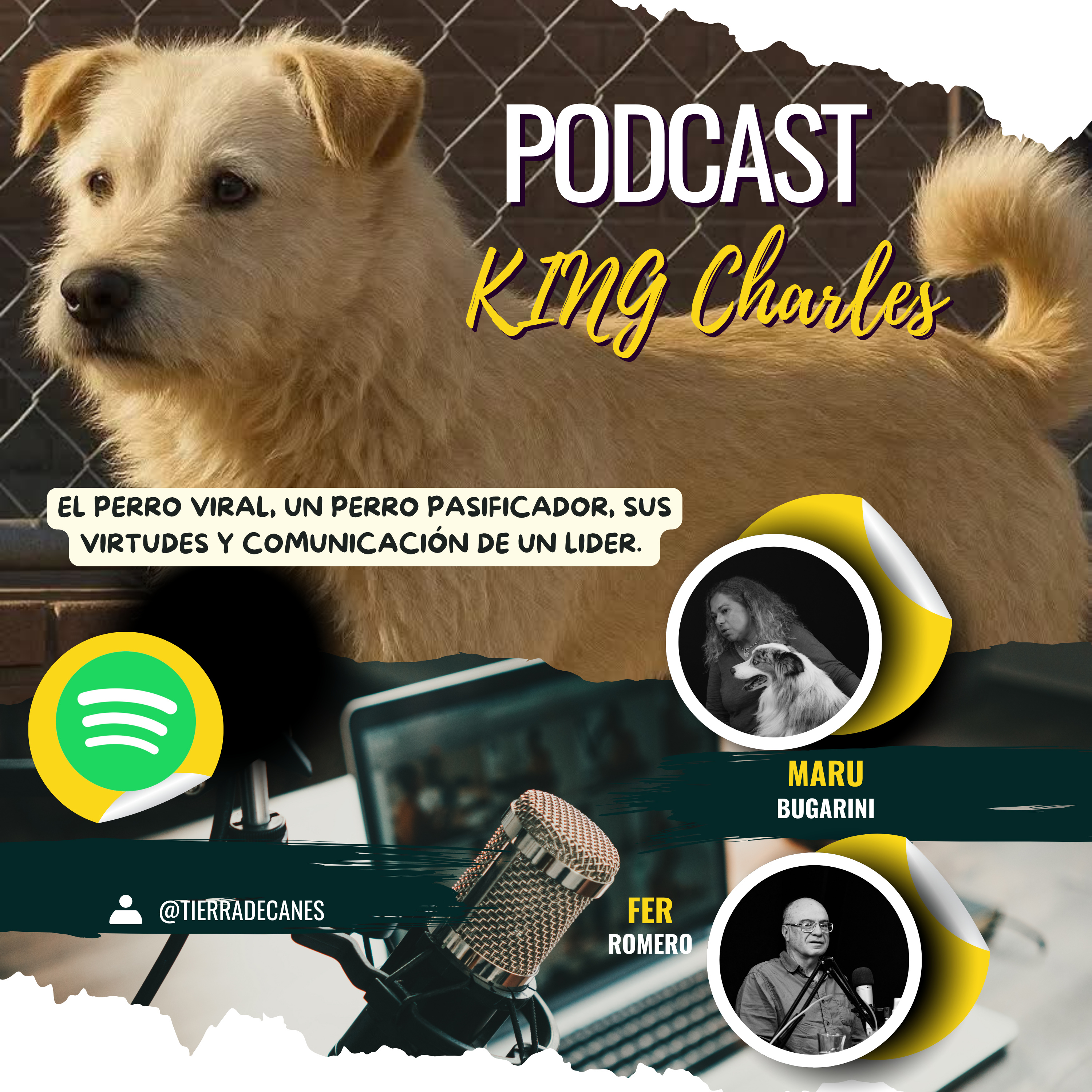 "The King Charls" El perro viral, un perro pasificador, sus virtudes y comunicación de un lider. episode artwork