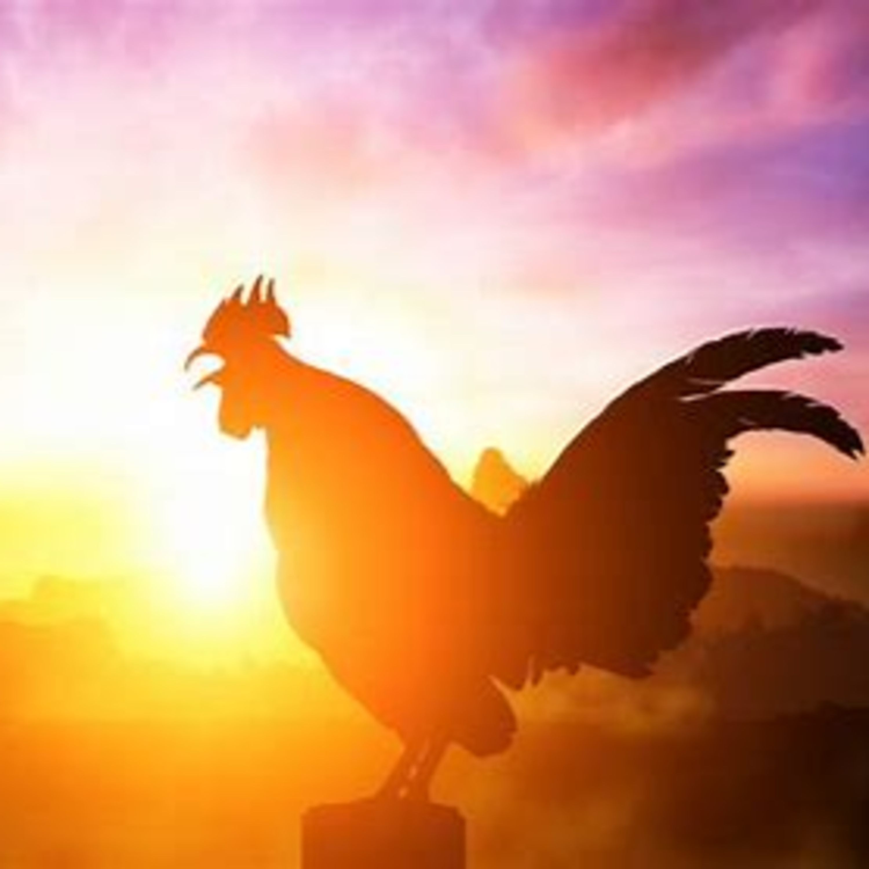 The cock crowed, really?  episode artwork