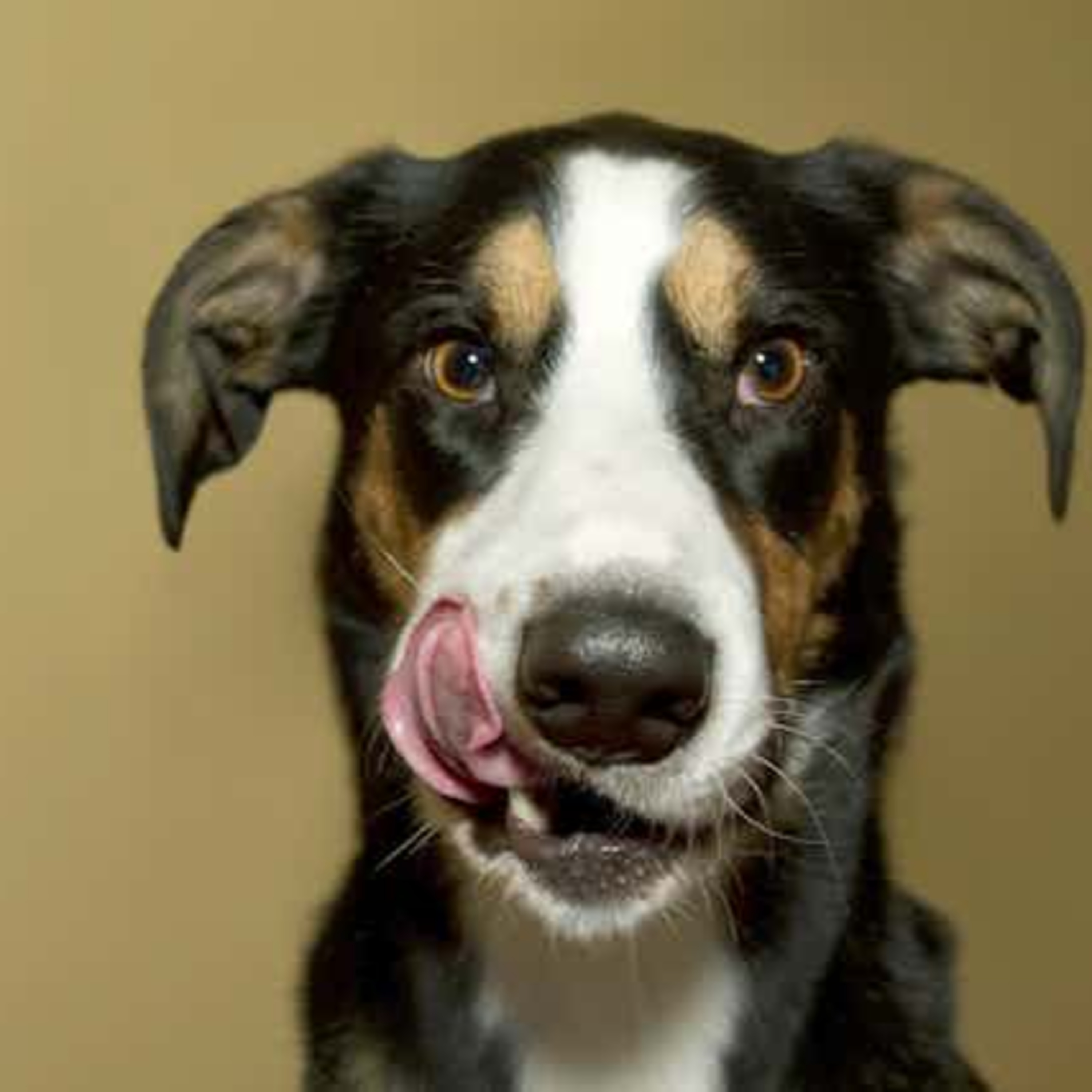 THE DESCRIPTION OF OWNING PETS