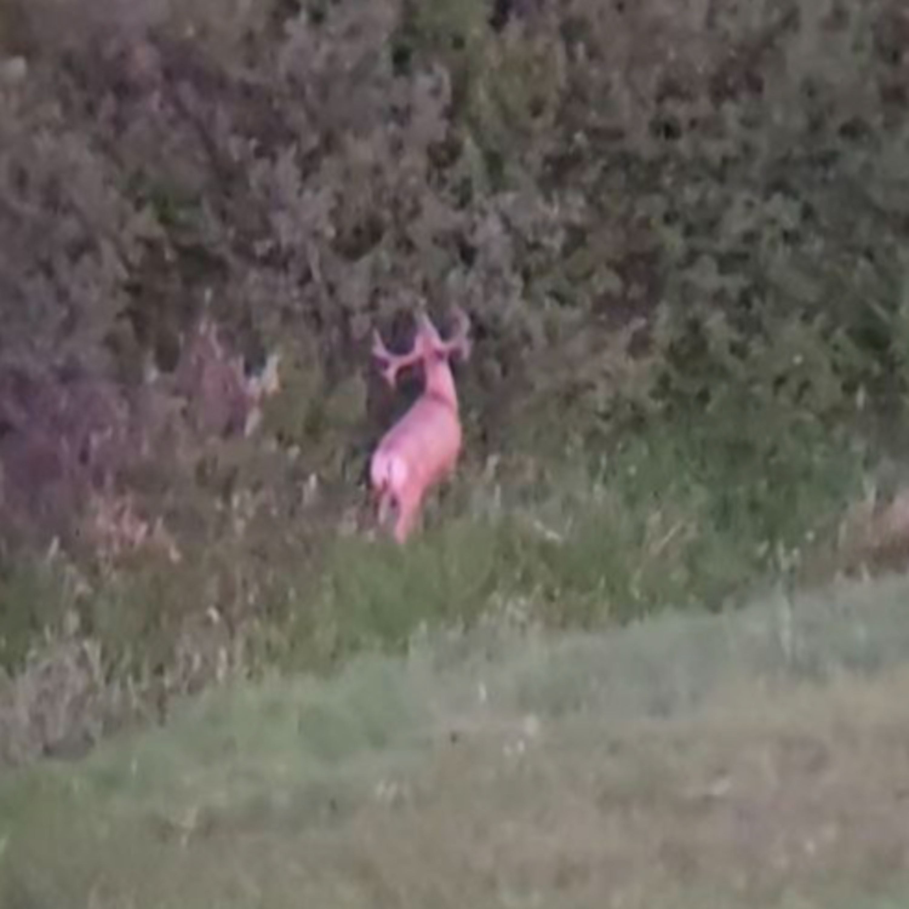 #111: Summer Scouting pt.2 - Western Prairie Whitetail and Mule deer