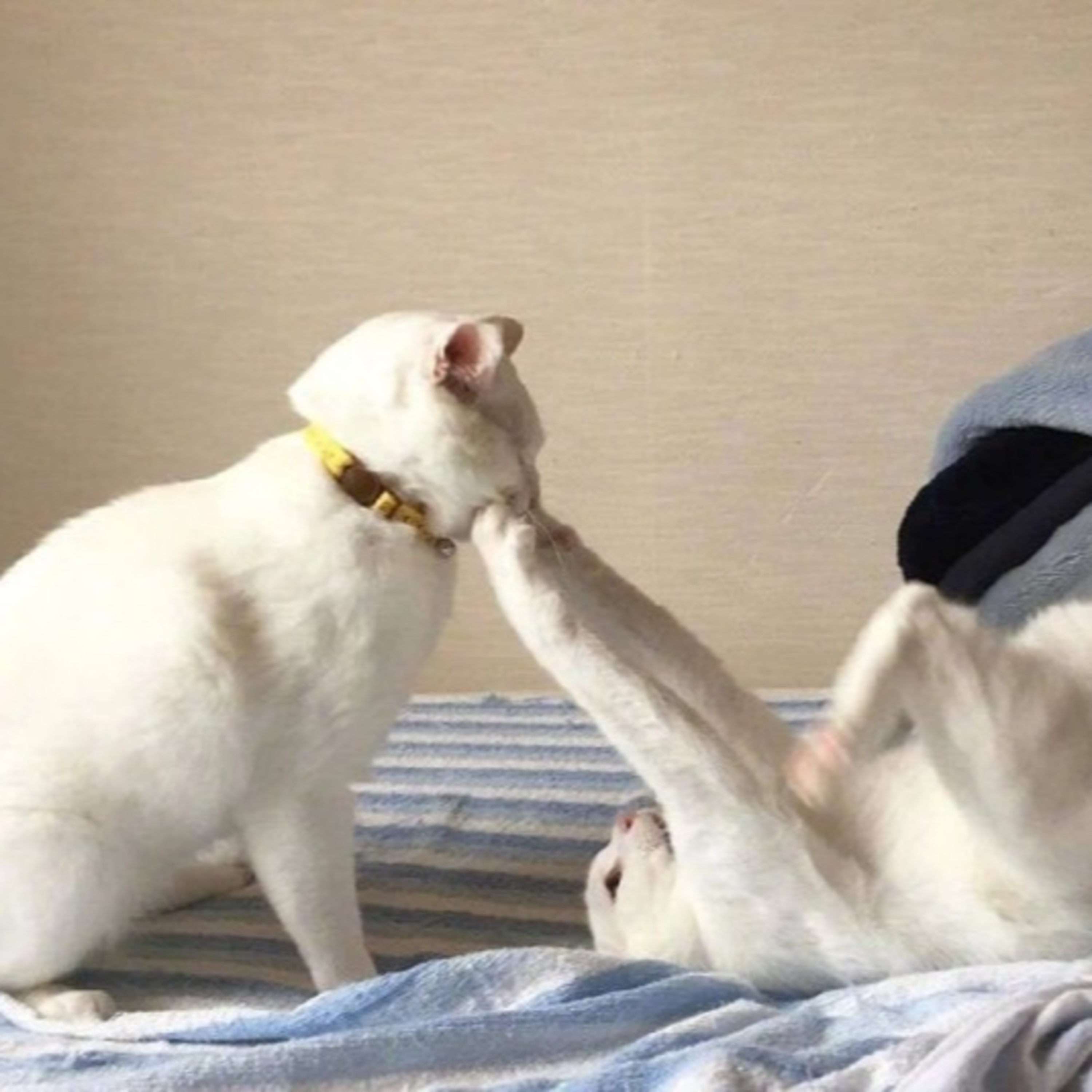 Sức Mạnh Của Ngôn Từ Tác Giả: Don Gabor