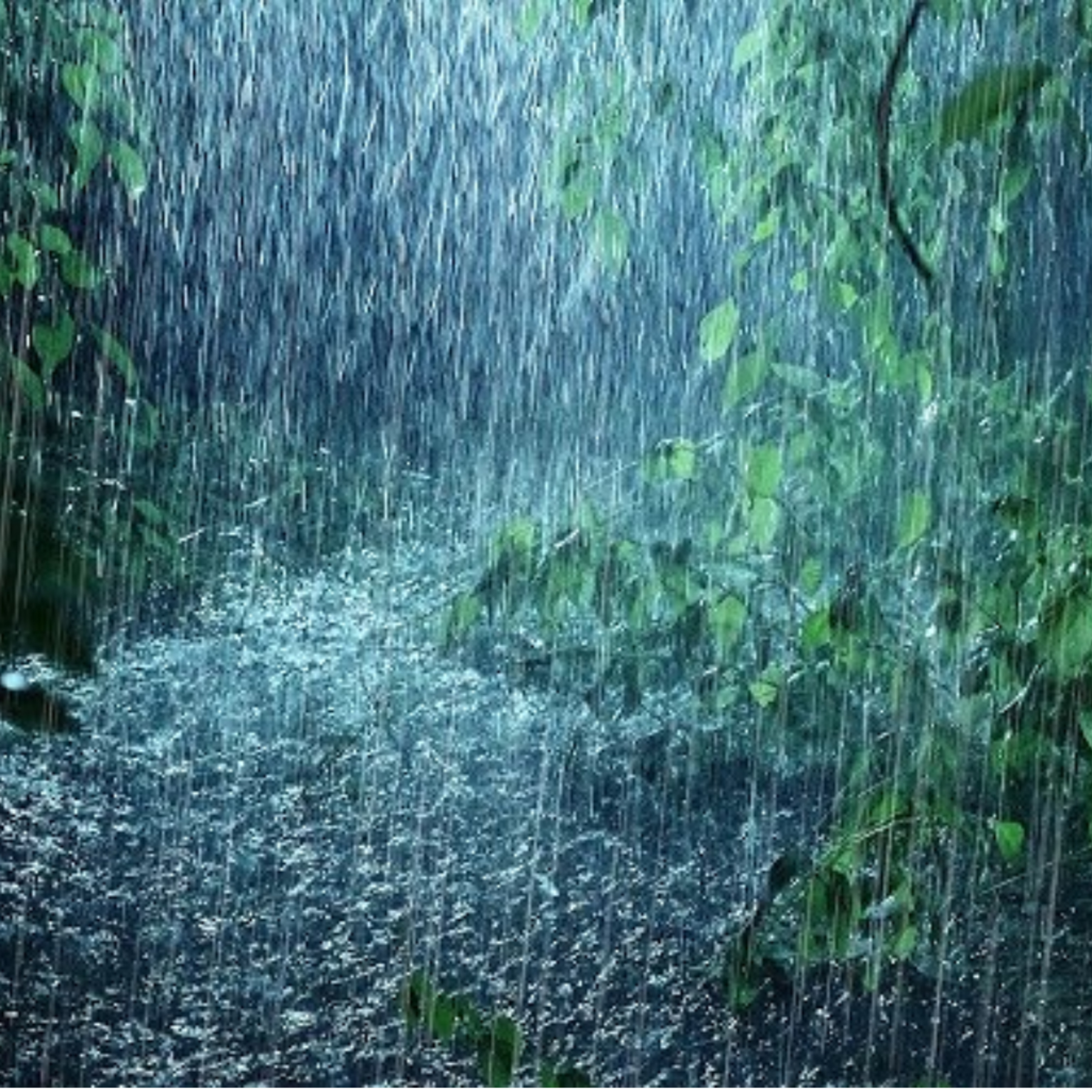 Rain In A Forest | 3 Hours White Noise episode artwork