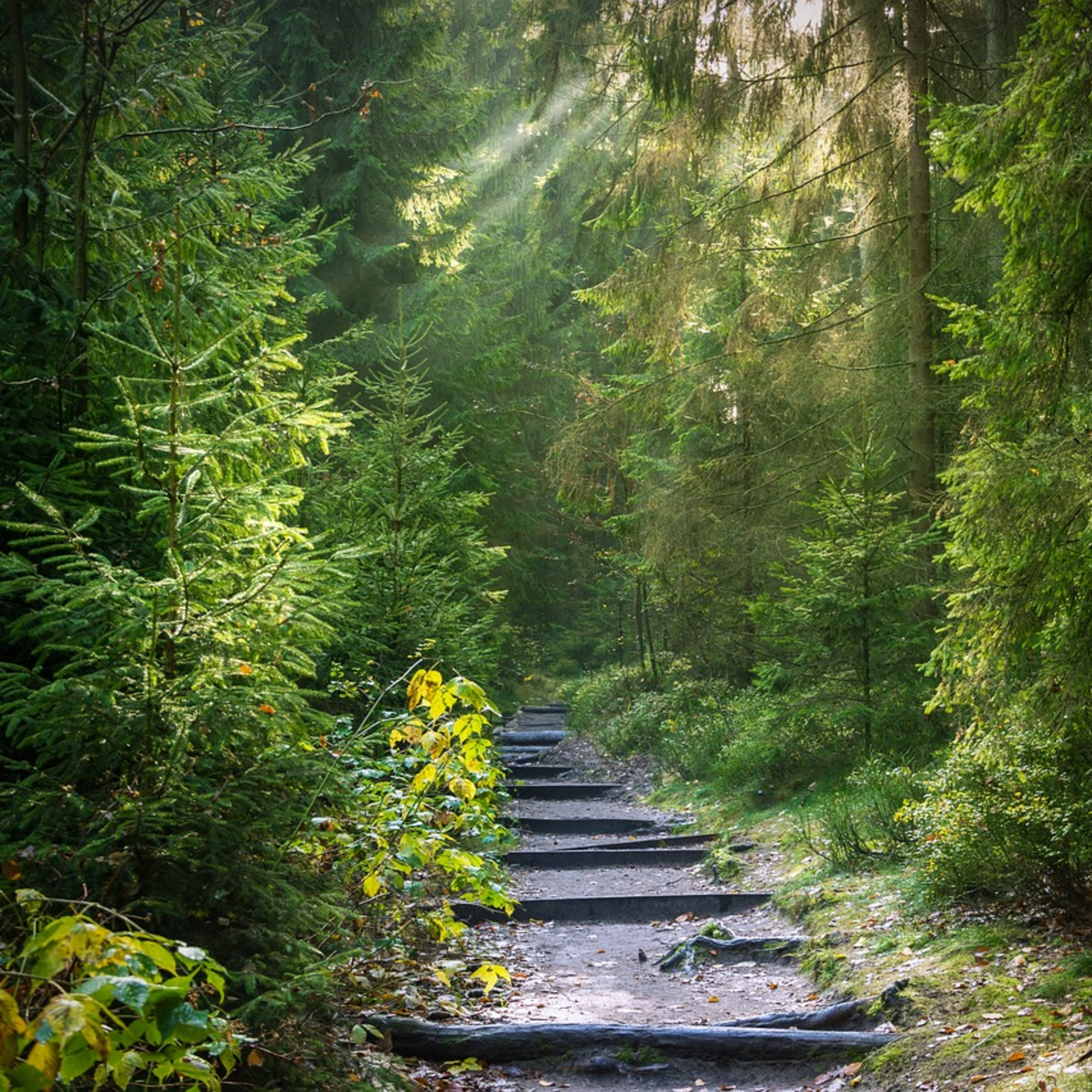 Nature Forest | 3 Hours of Relaxation episode artwork