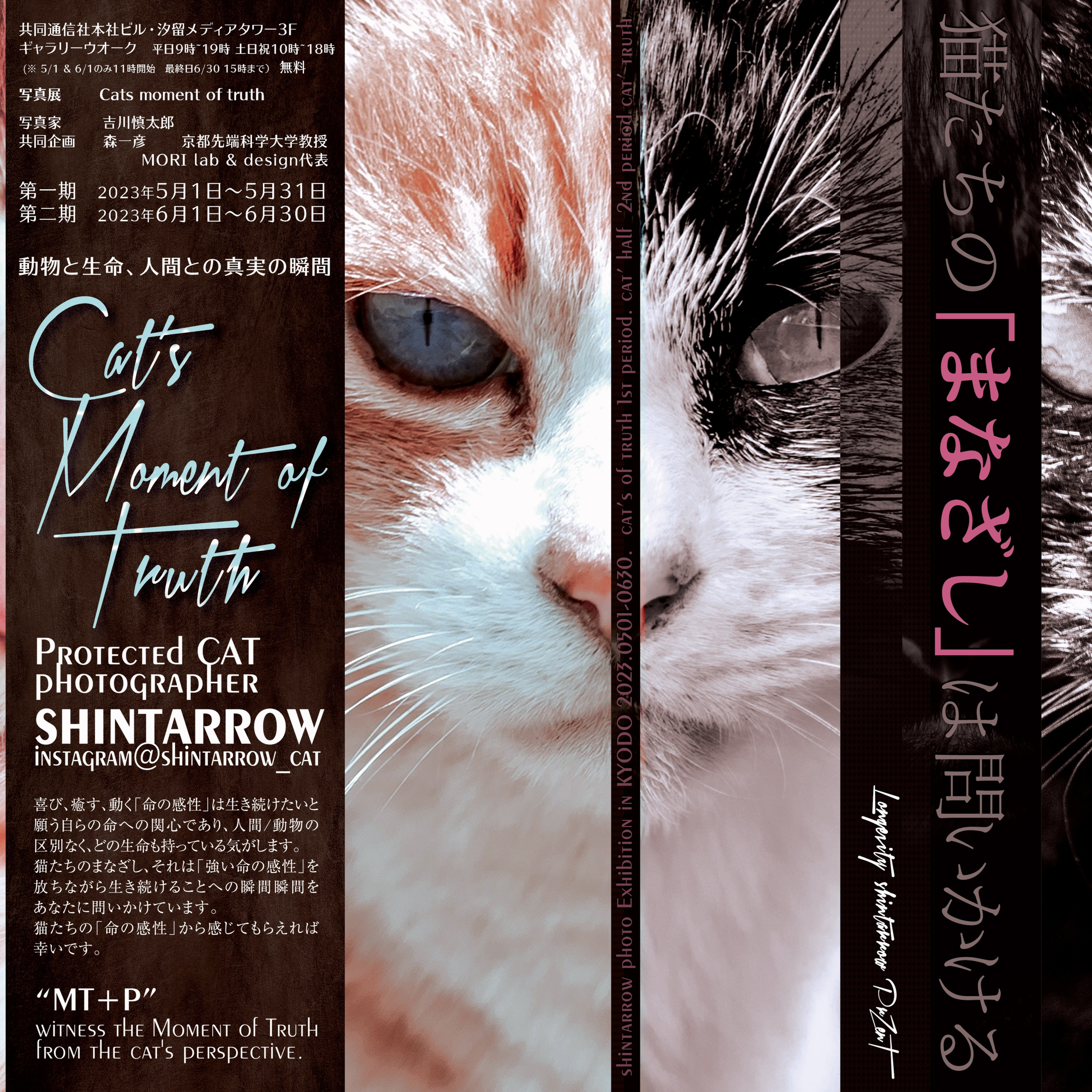 【ゲスト吉川慎太郎さん】保護猫と人の関係を見つめる【写真展開催】 episode artwork