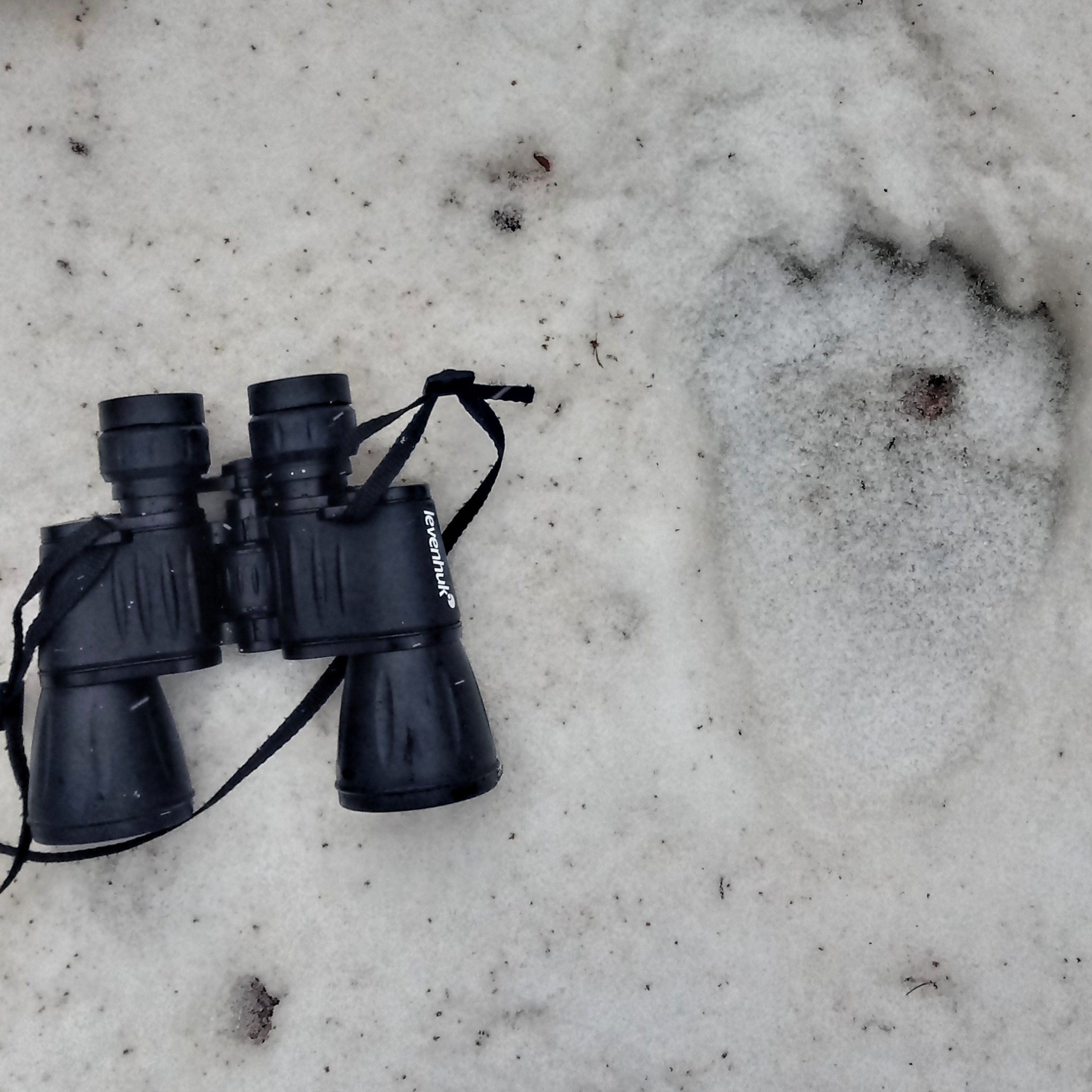 Asociación por la Defensa del Lobo y el Oso en el Pirineo