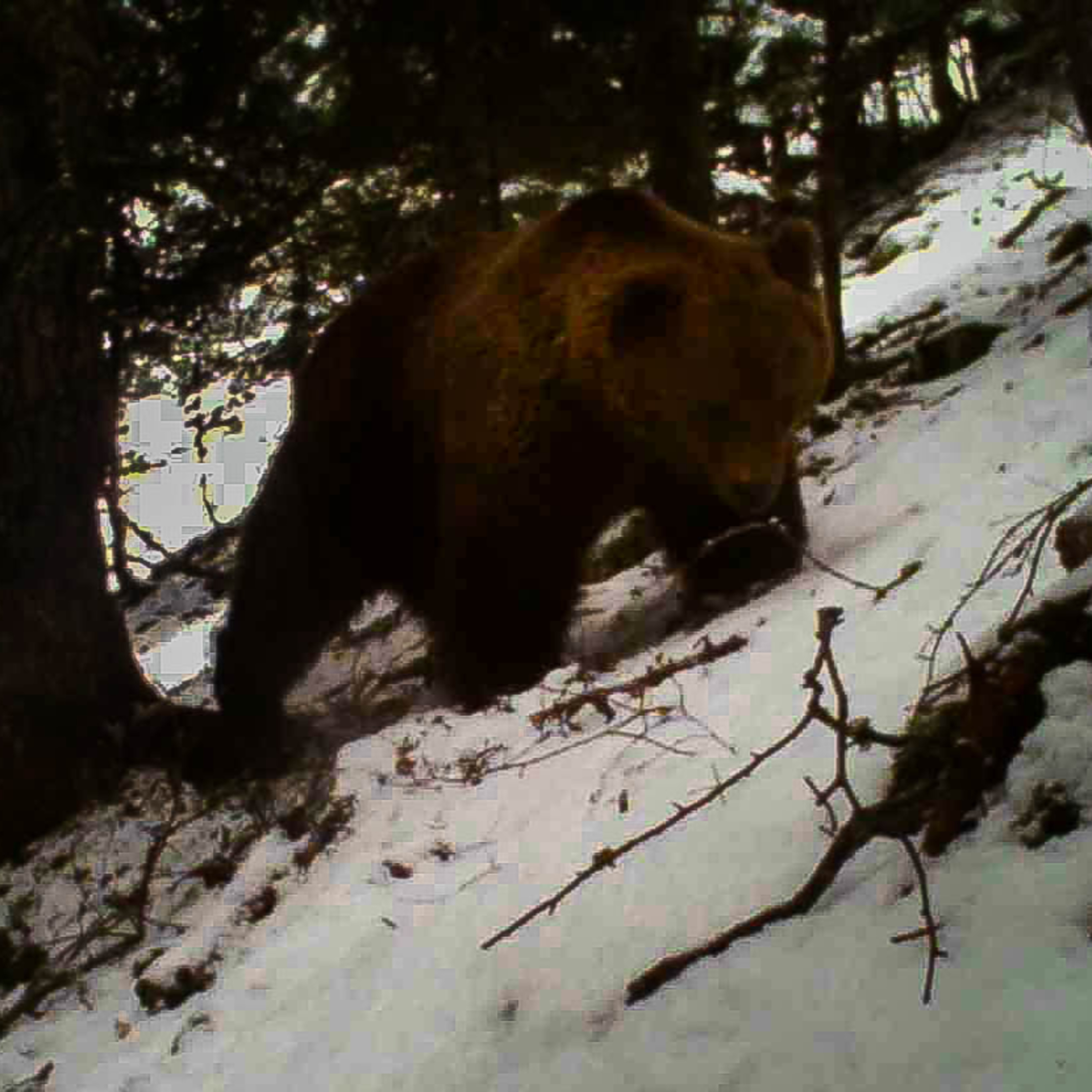 Asociación por la Defensa del Lobo y el Oso en el Pirineo