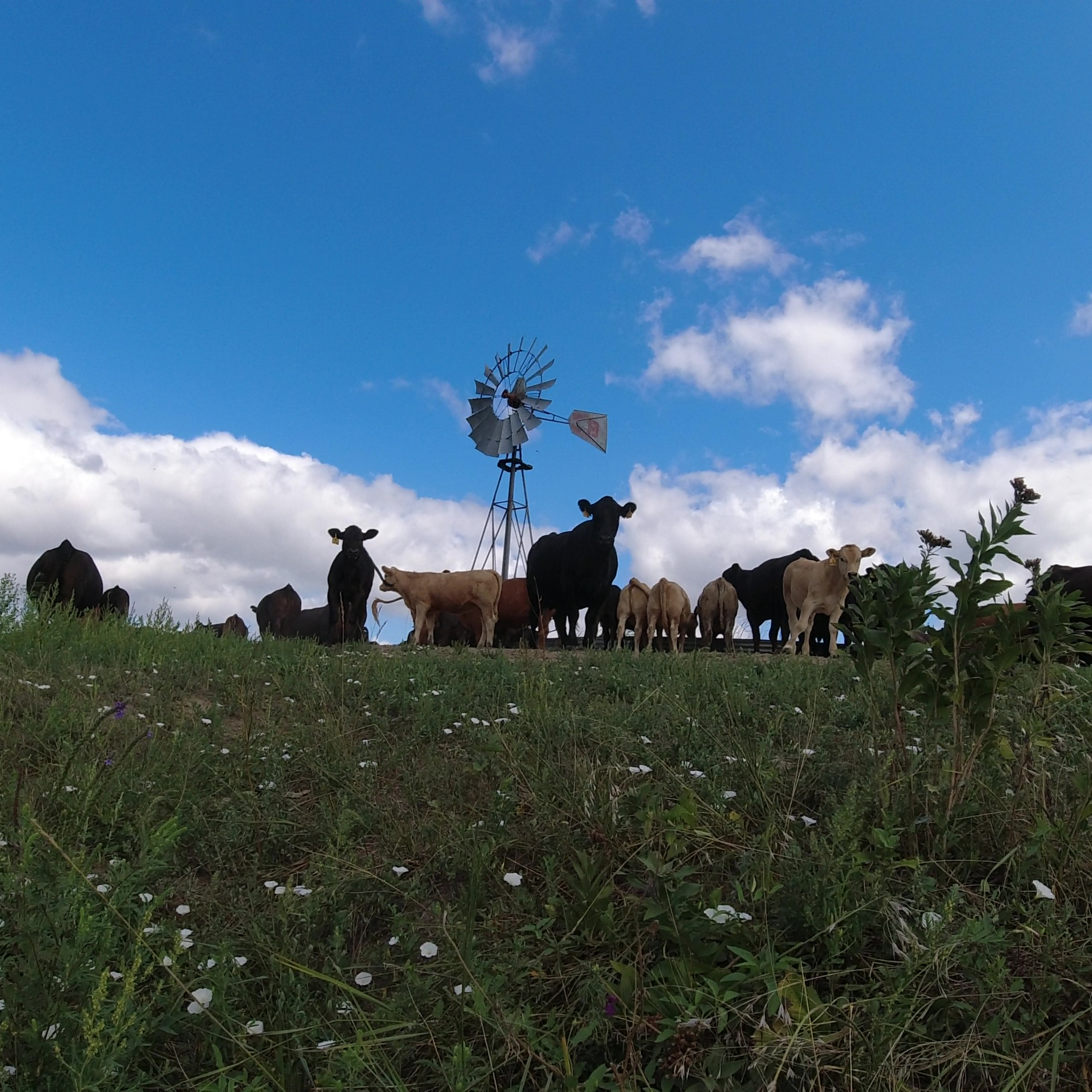 Across the Pond March 12, 2024 The real story behind all things living that rely on emissions.