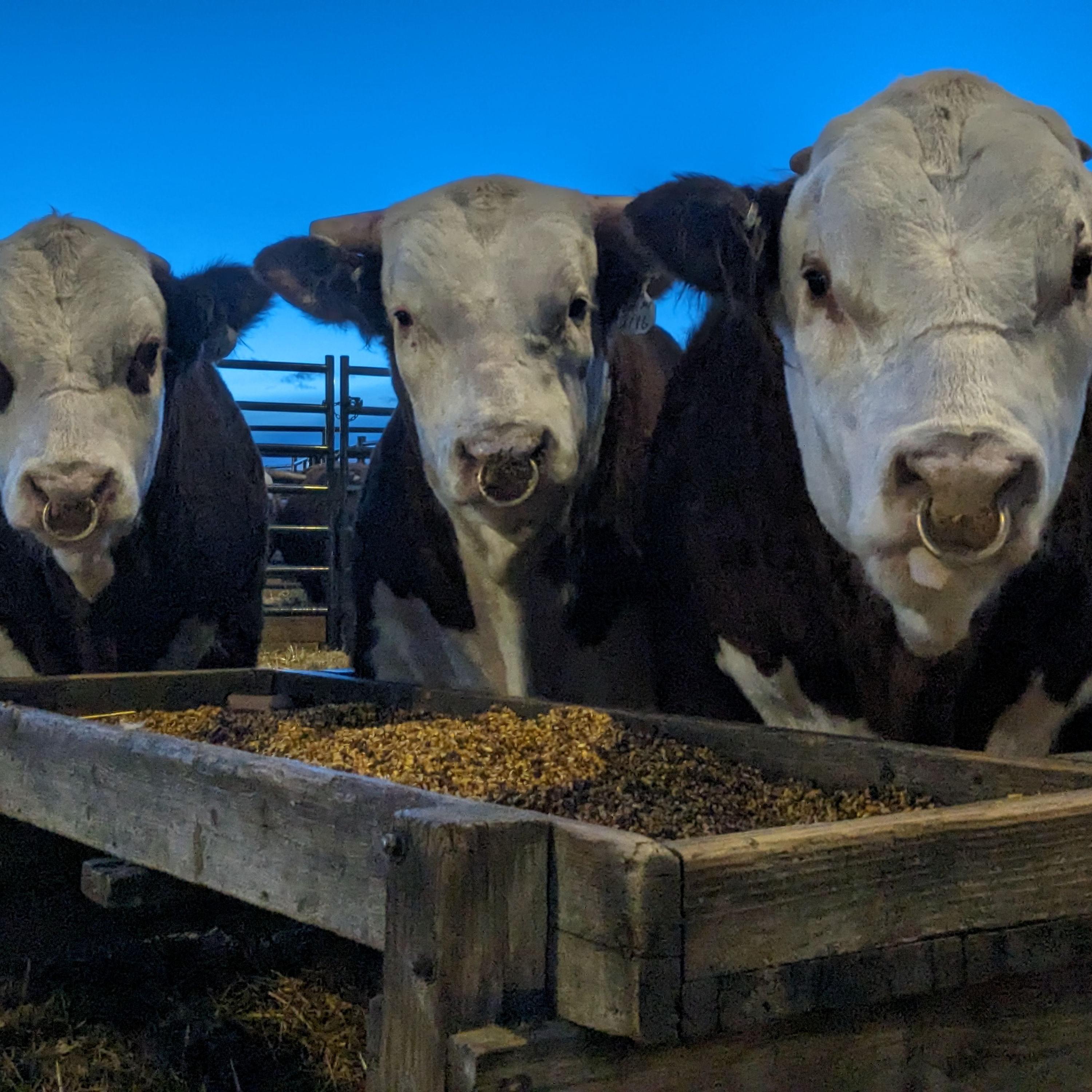 Across the Plains April 10, 2024 Denver citizens will vote on limiting the nations food supply.