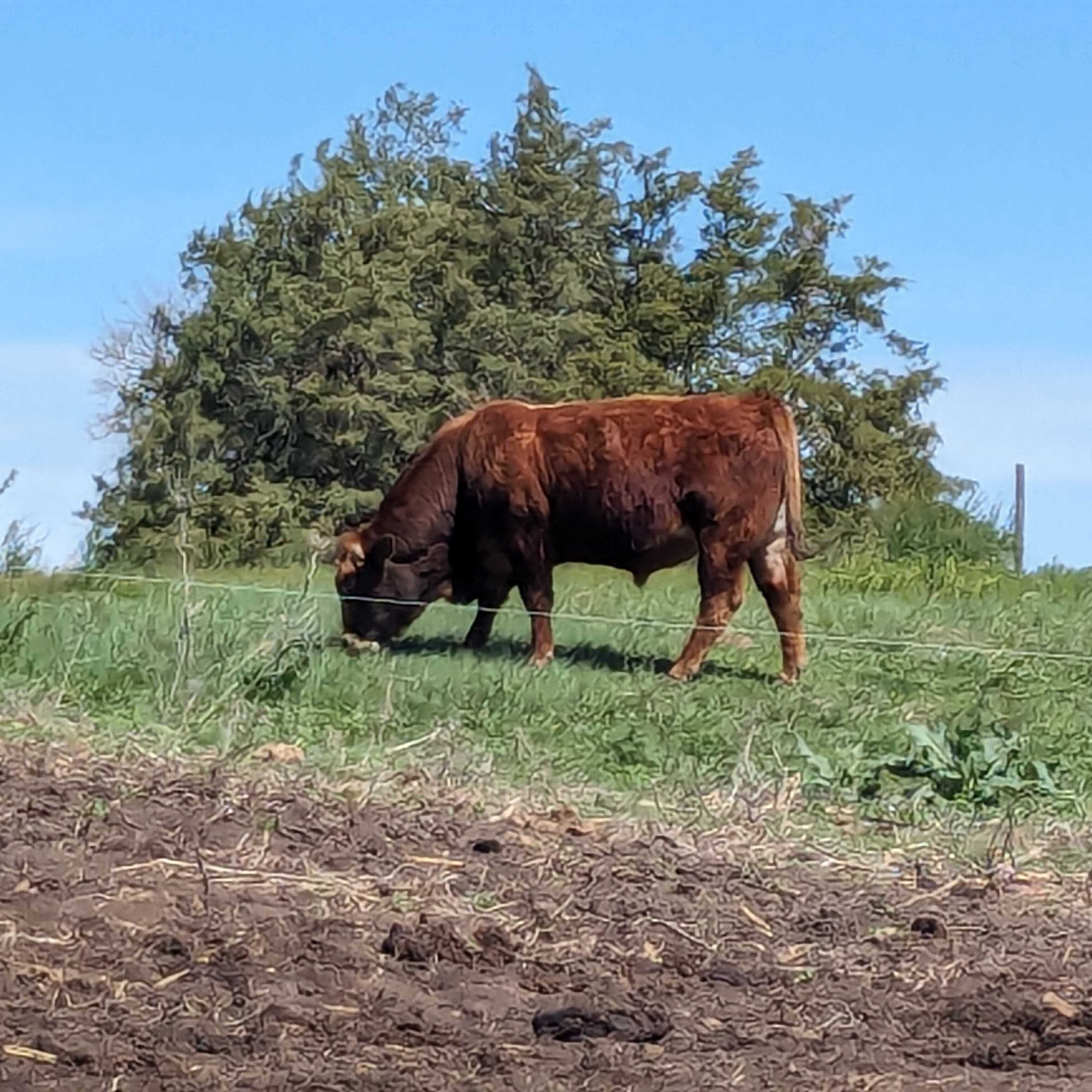 Very interesting developments in the global beef trade that I think will surprise you, it did me.