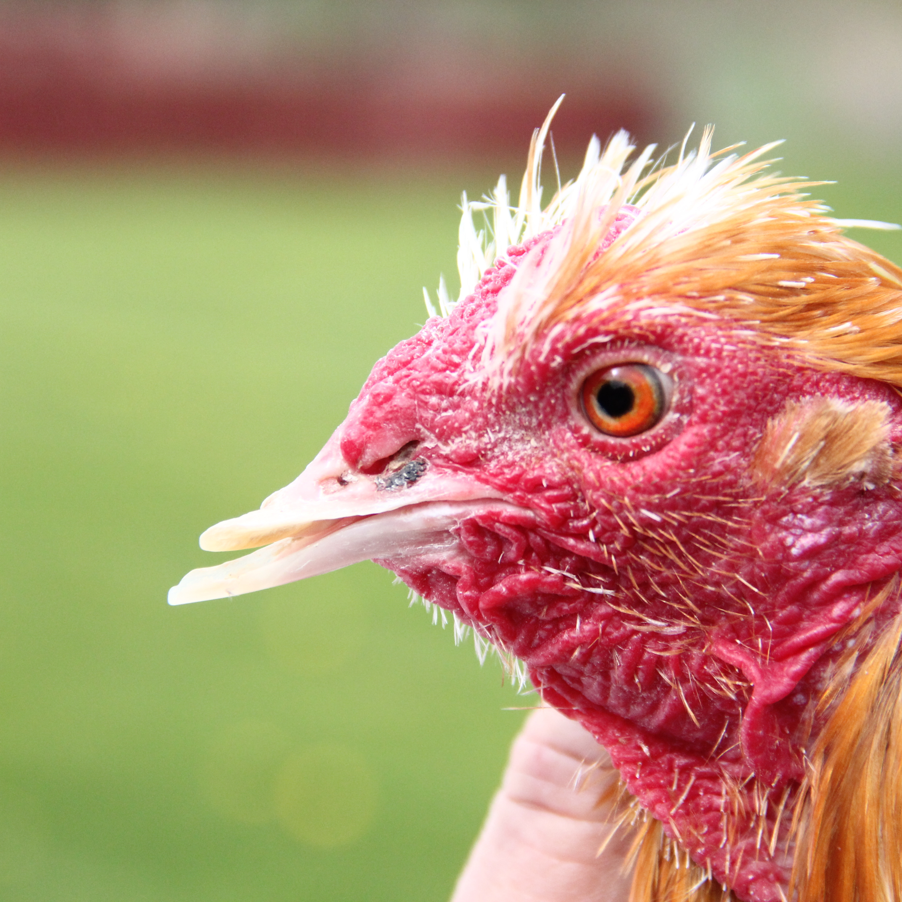 Rural Route Radio May 28, 2025 Tommy and Gina Carrano from New York were targeted by ASPCA