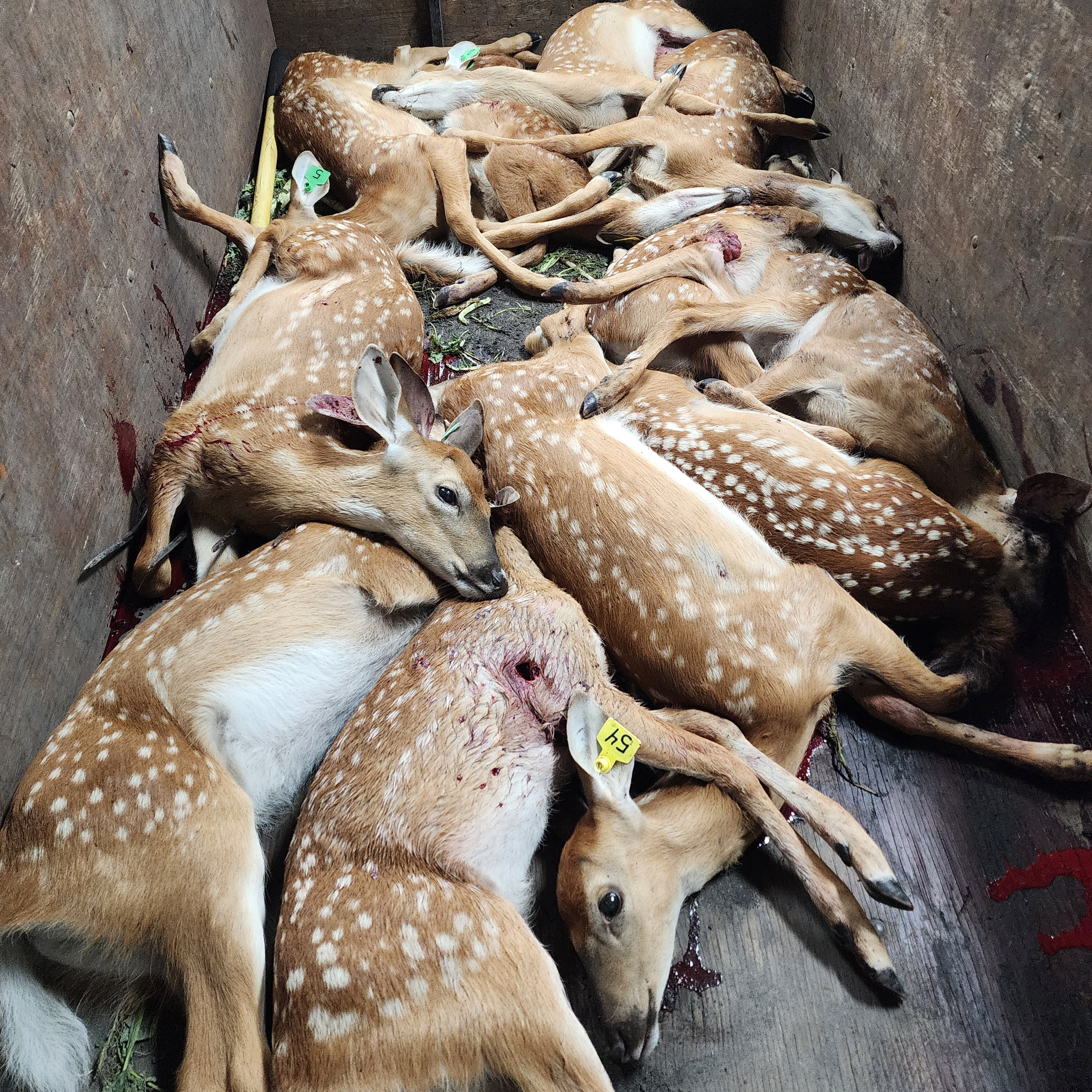 Rural Route Radio Aug 22, 2025 Steve Porter is a deer farmer from Kittson County MN mercy killing his own deer