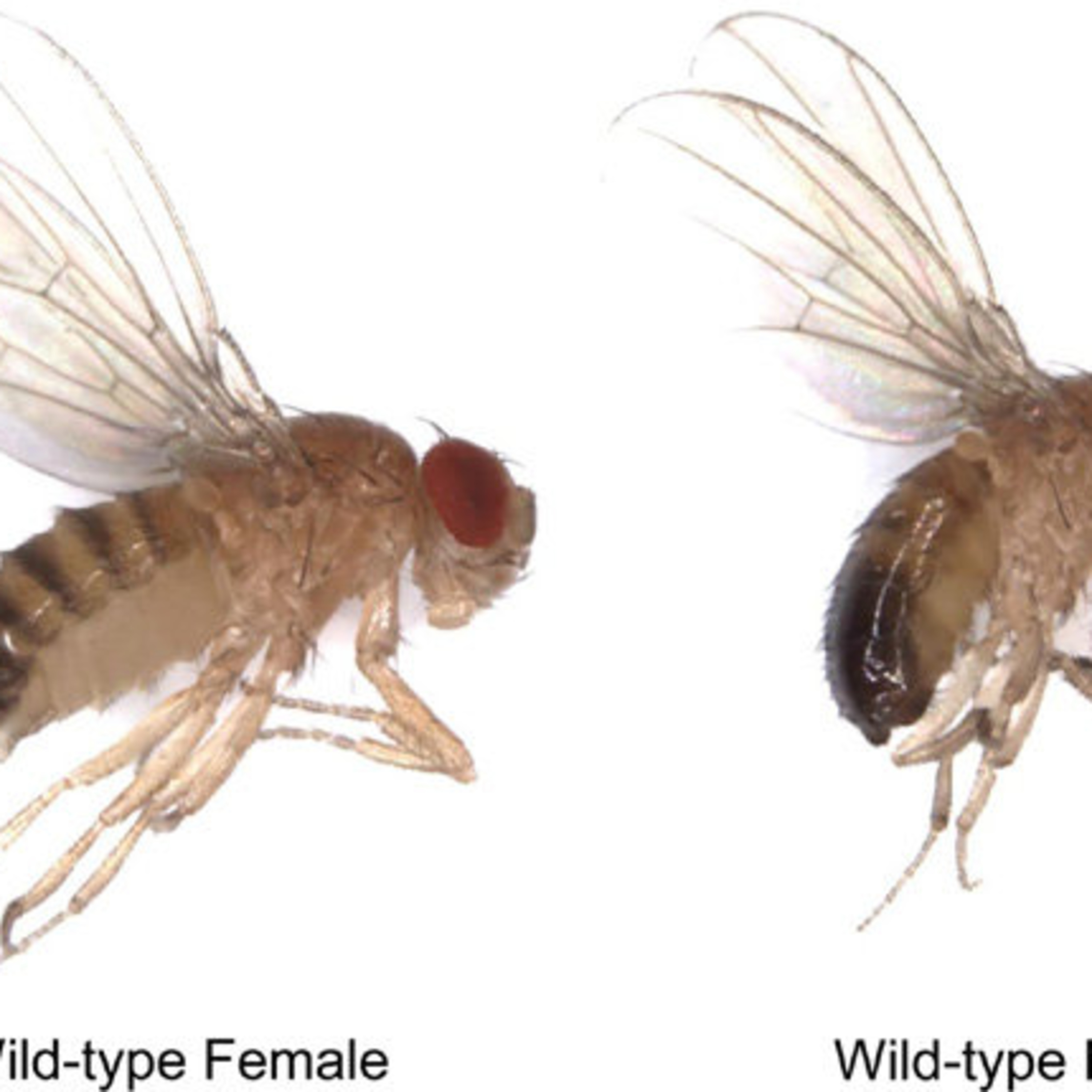 Rural Route Radio Sept 23, 2025 Jay Truitt with in depth report on pig and pork prices.