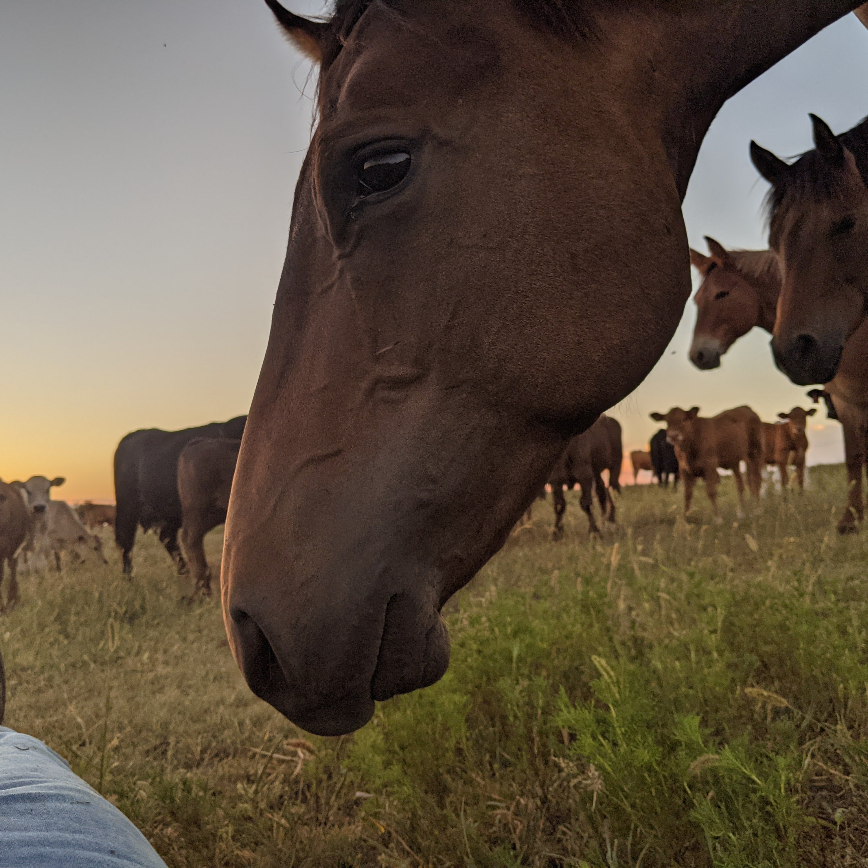 Trent on the Loos Dec 1, 2025 Dr Debbie gets to the core of issue of animal ownership and EHV1 in horses. Trent on the Loos Dec 1, 2025 Dr Debbie gets to the core of issue of animal ownership and EHV1 in horses.