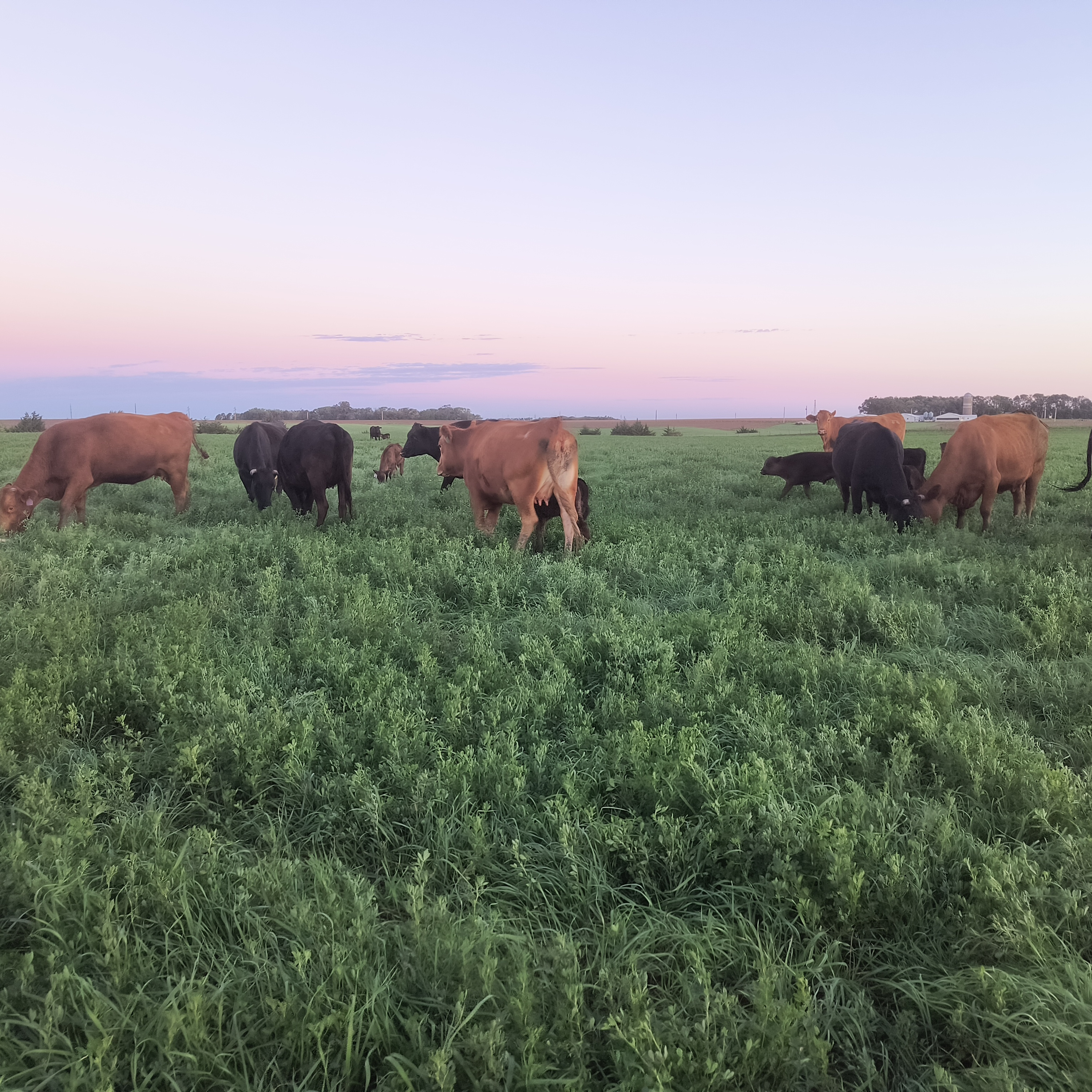 Trent on the Loos Oct 13, 2026 Joe Schumacher has been on the front end of the Wagyu beef.