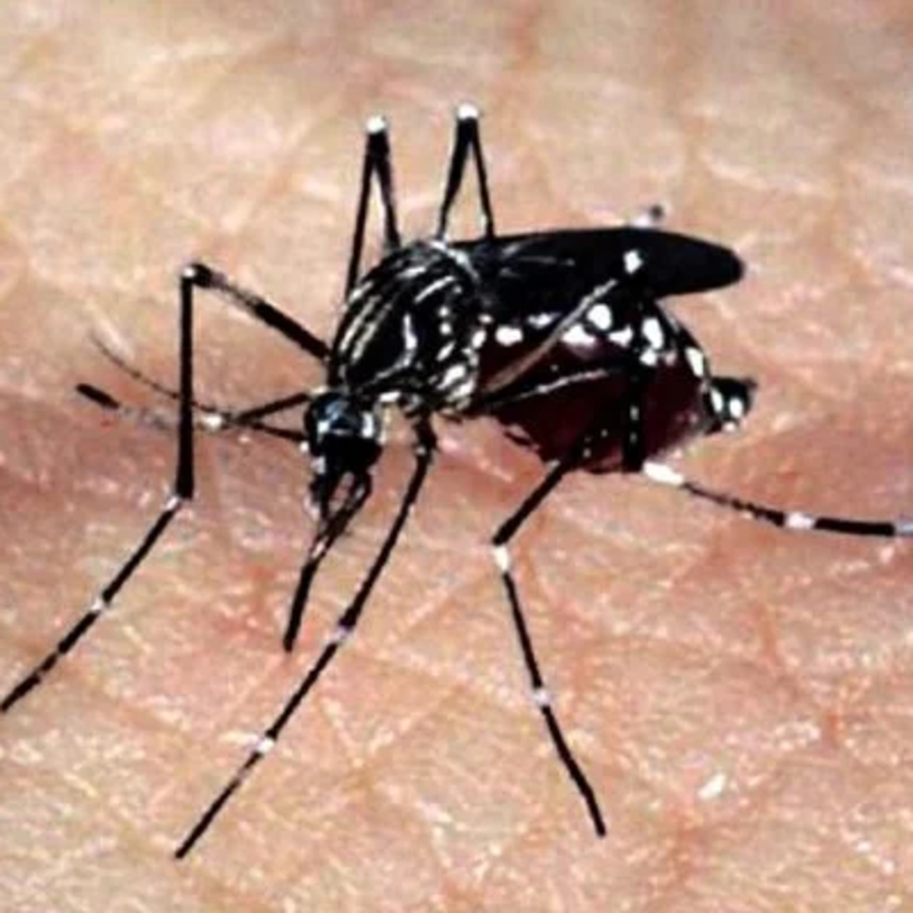 Serra cria ambulatório de reabilitação para dor associada à Chikungunya episode artwork