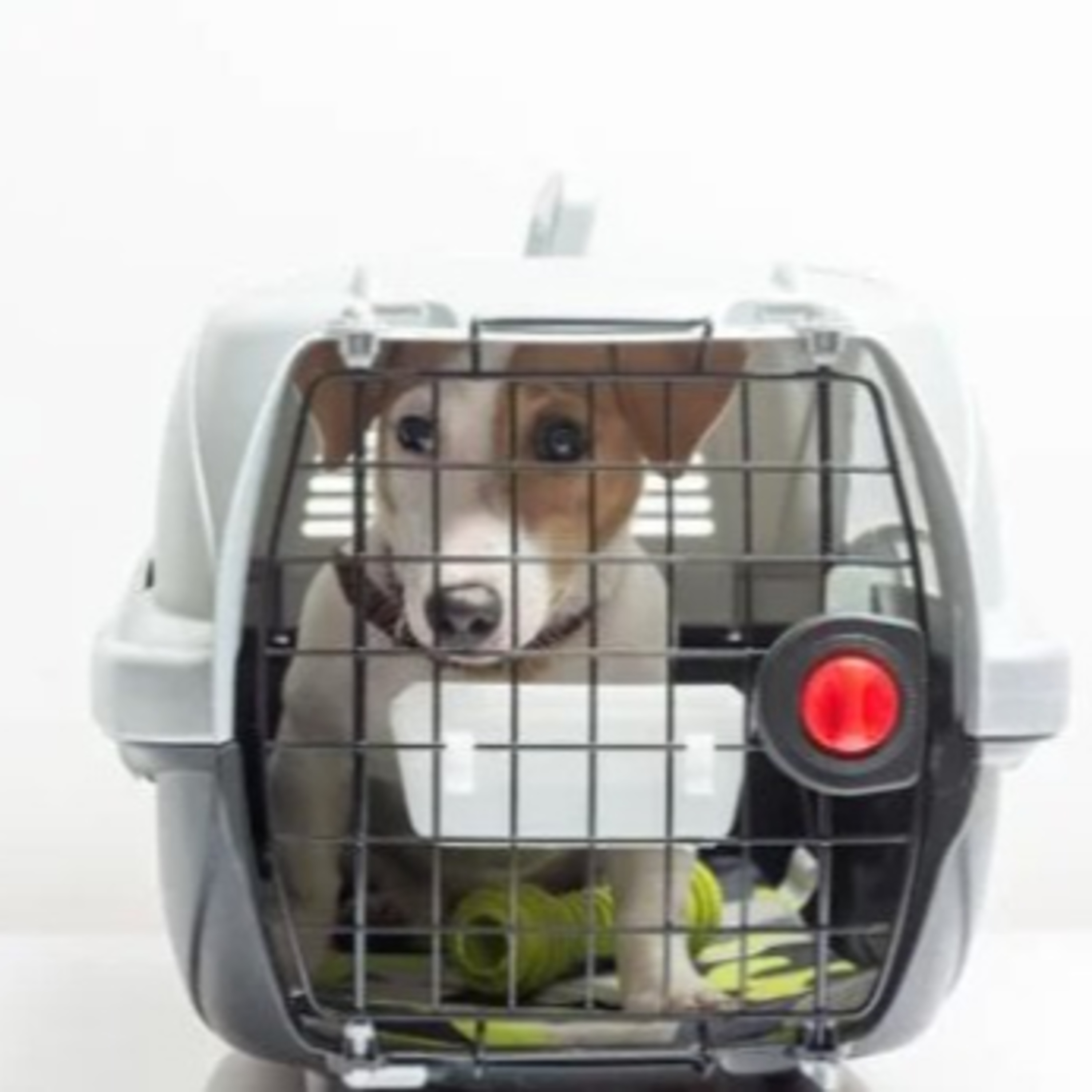 Novas diretrizes para transporte de pets em aviões; entenda regras episode artwork