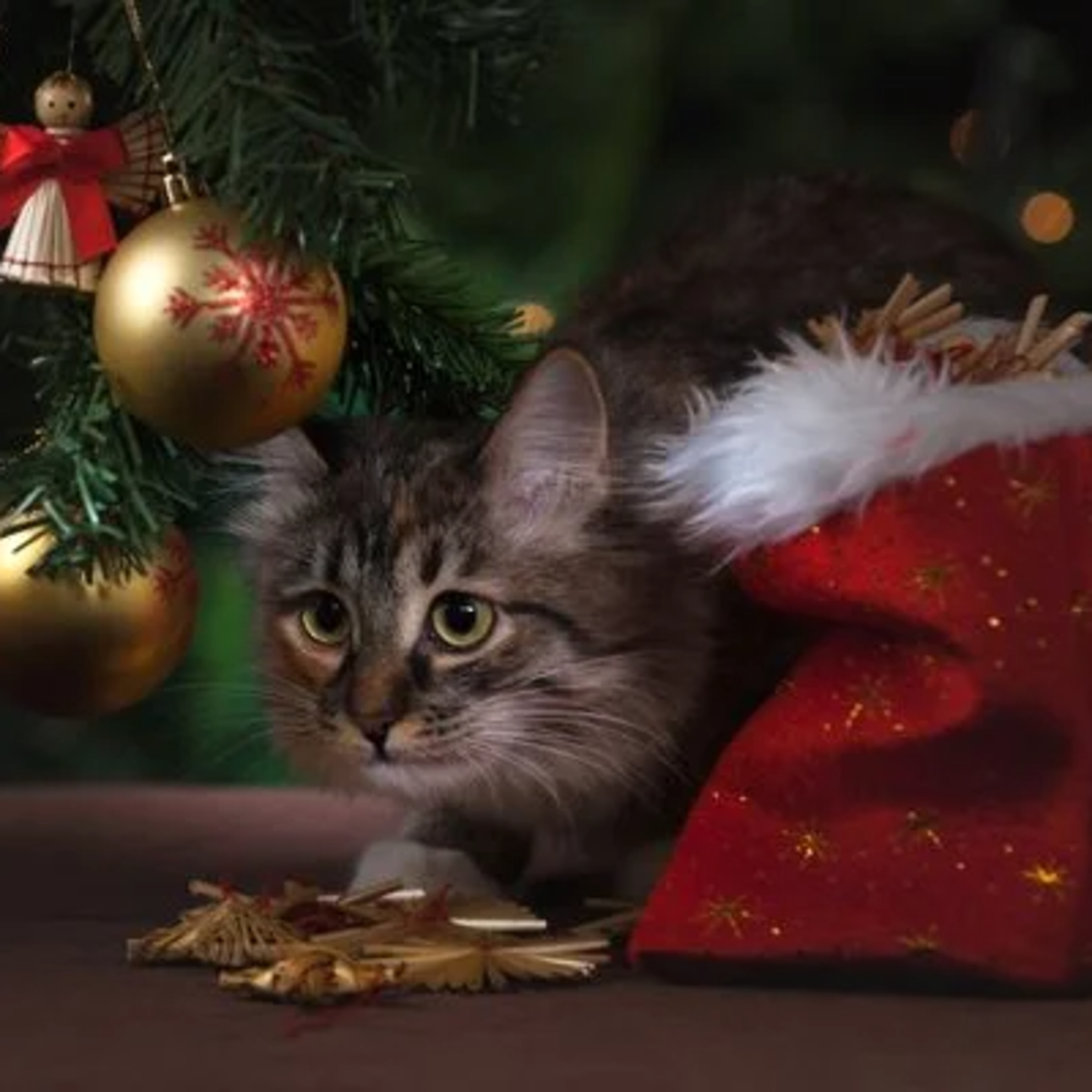 Cuidados com as festas de fim de ano: orientações para pets e tutores! episode artwork