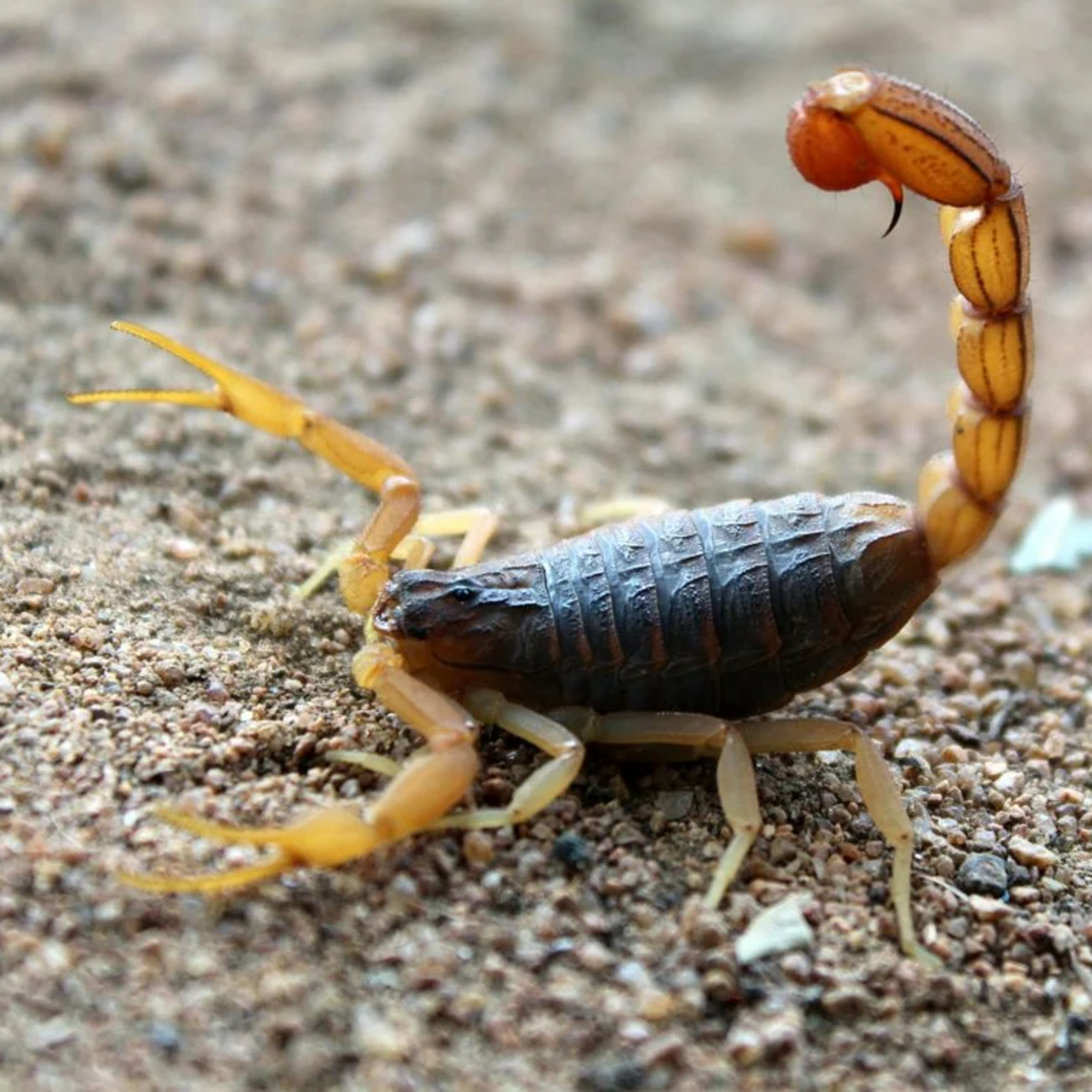Ciatox alerta para riscos de acidentes com animais peçonhentos no verão e com chuvas episode artwork