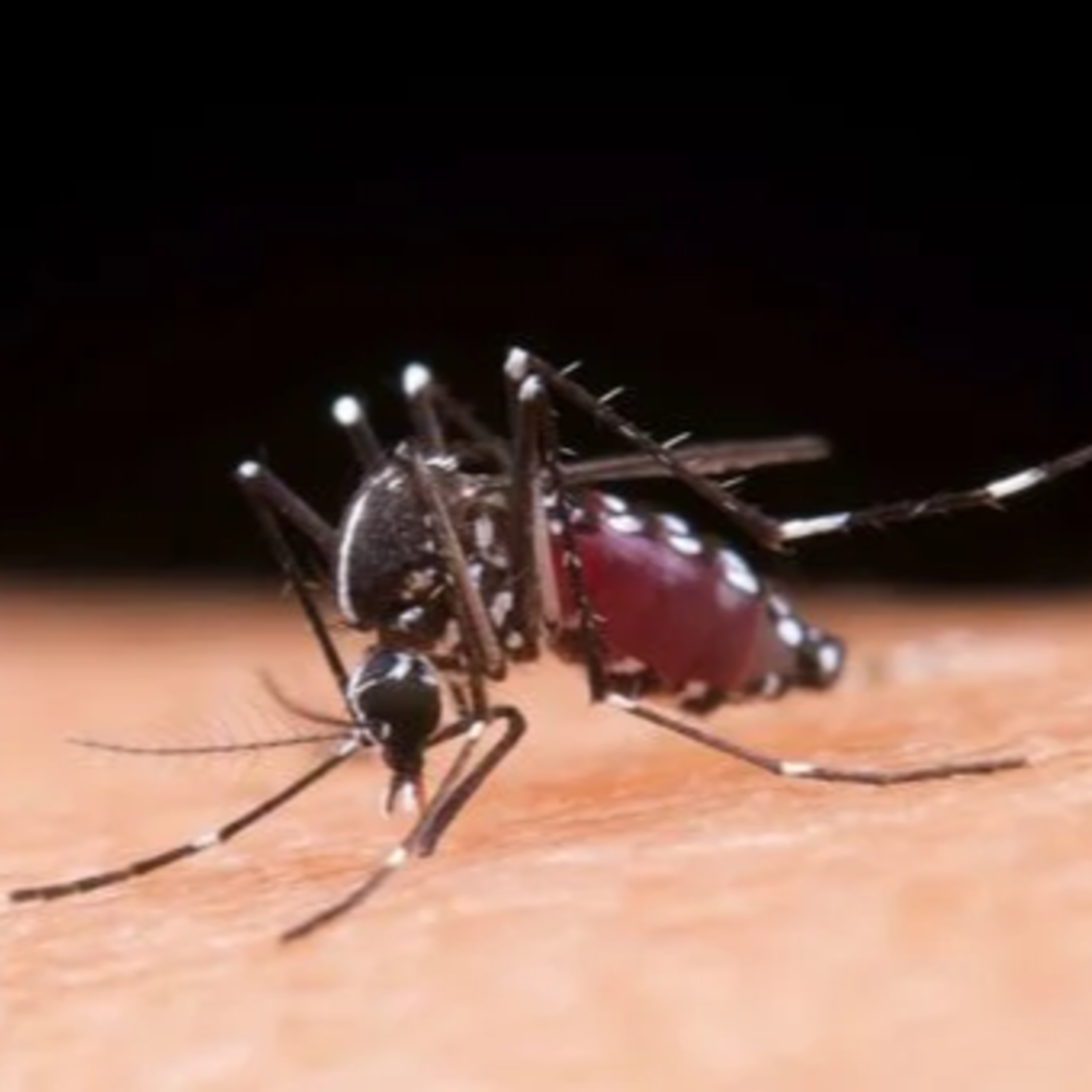 Ministério da Saúde alerta para incidência de casos de dengue no ES episode artwork