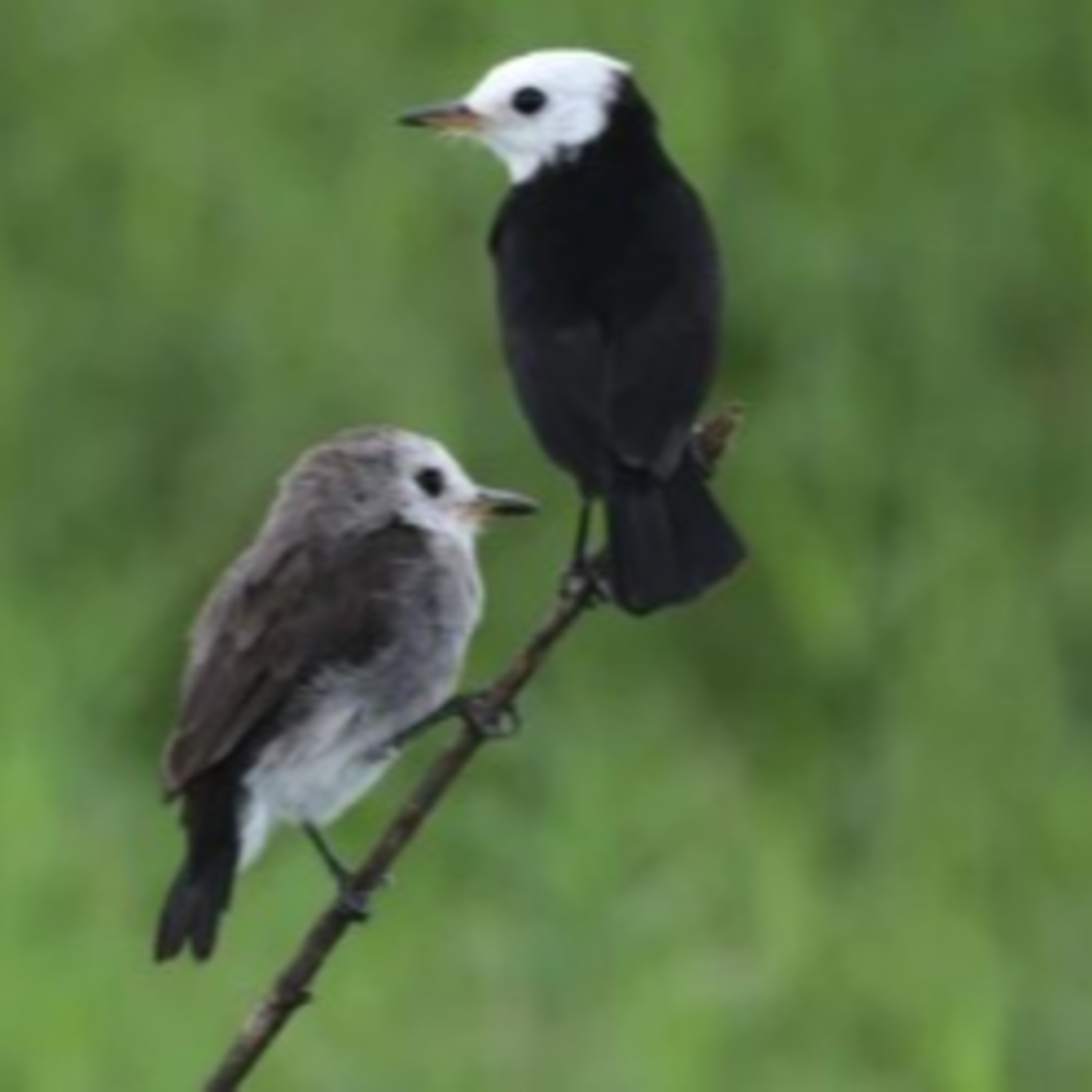 Natureza: entenda o que é a prática da observação de aves no ES episode artwork
