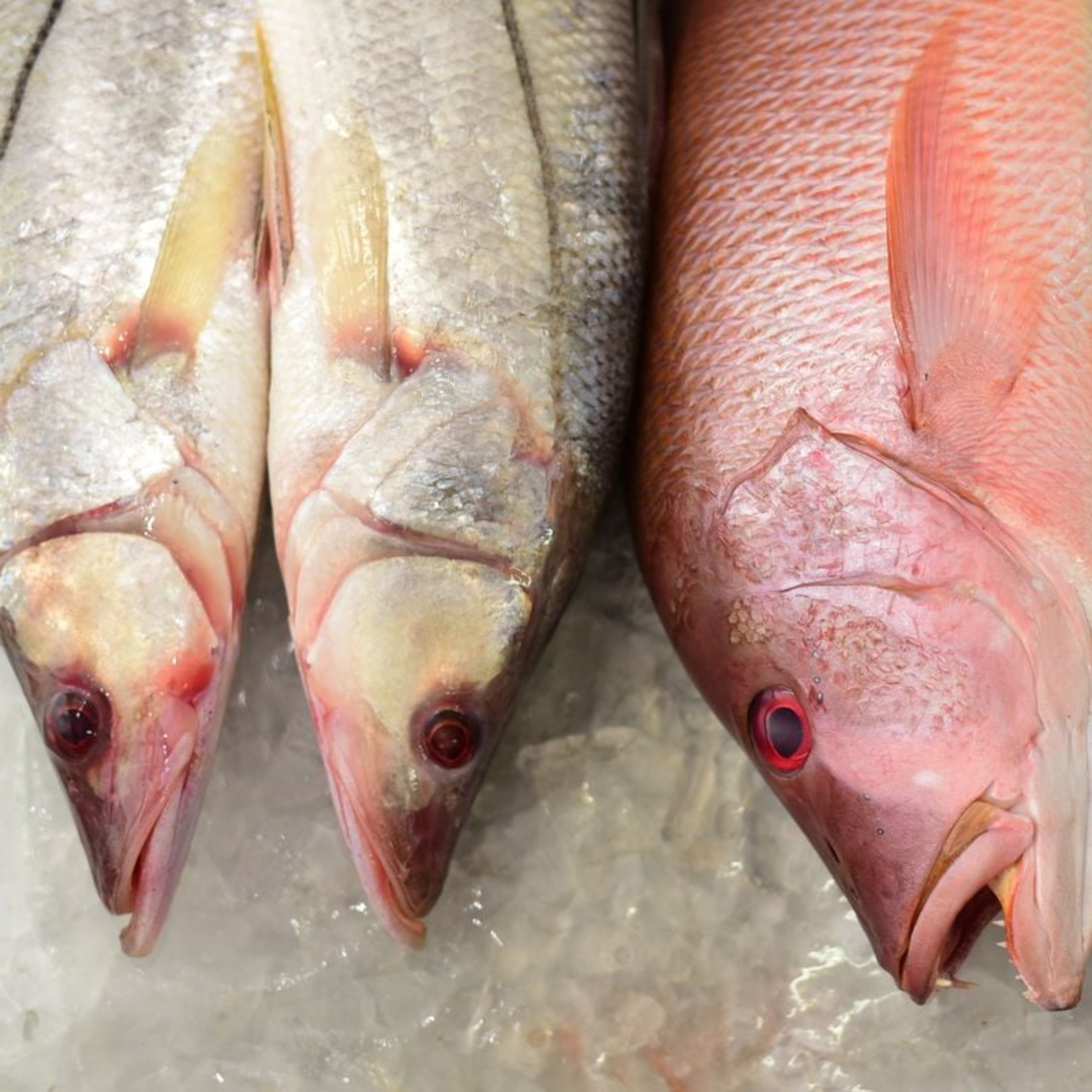 "Semana do Pescado" promete preços mais baixos para tilápia, atum e camarão no ES; entenda episode artwork
