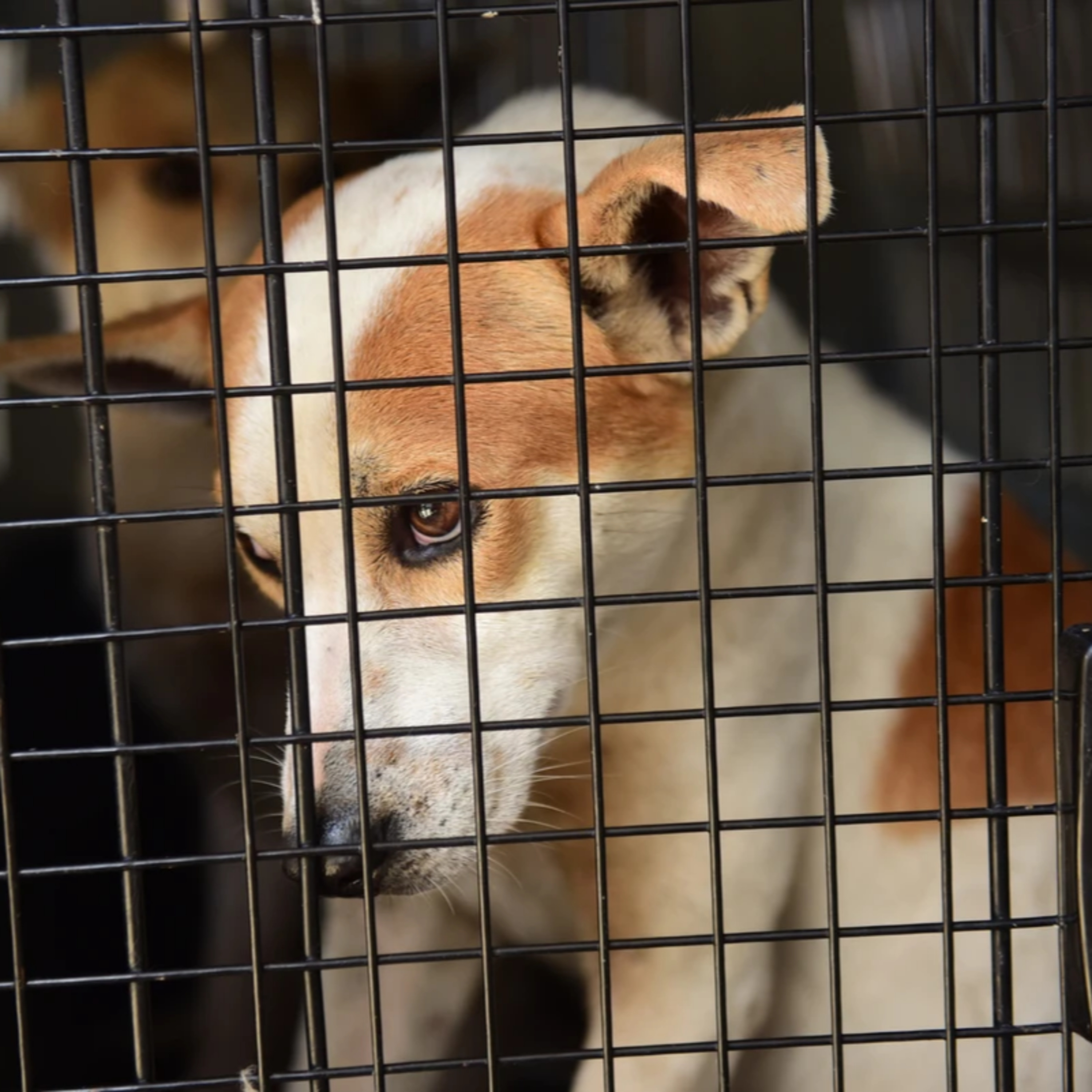 ES registra um caso de violência contra animais por dia episode artwork