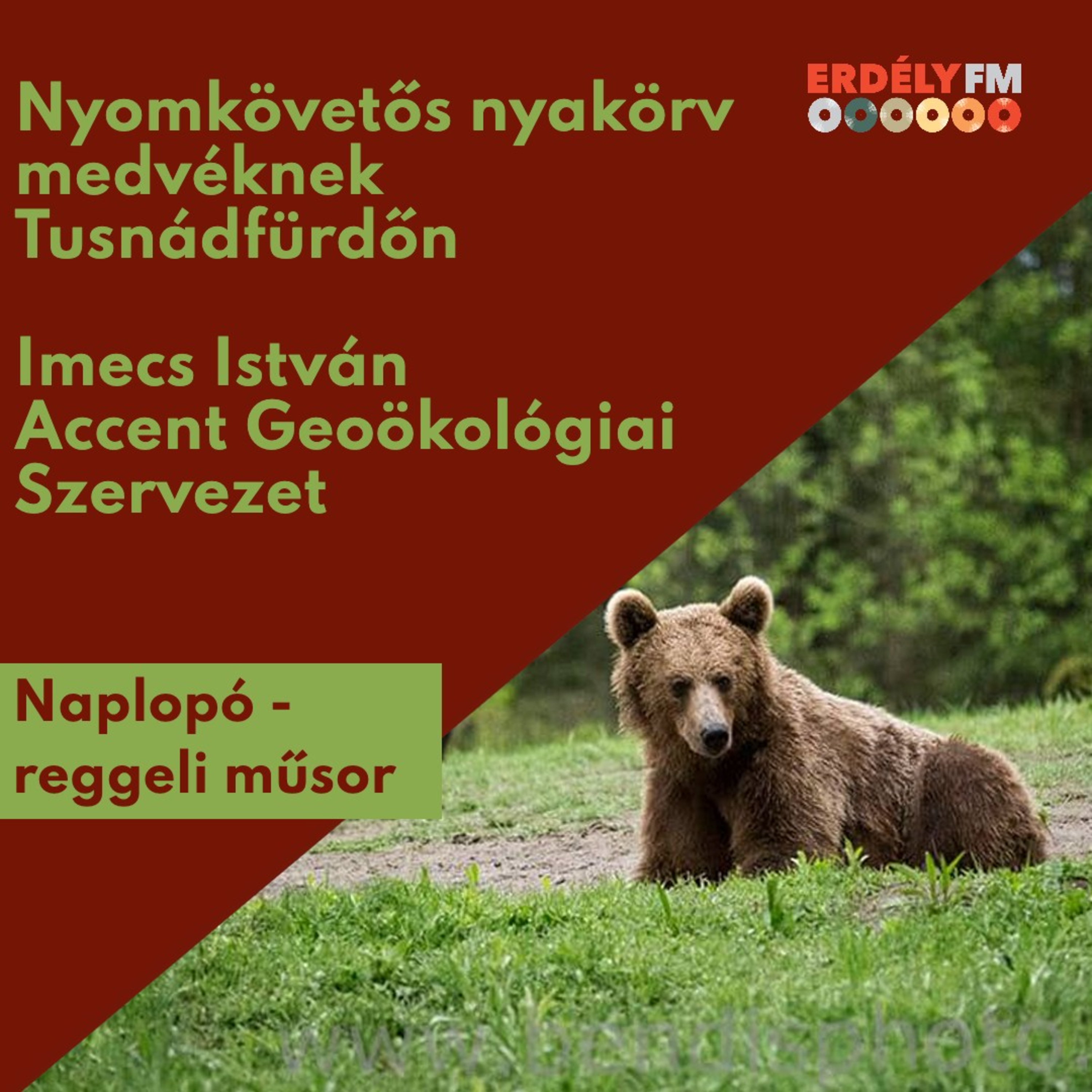 Nyomkövetős nyakörv medvéknek Tusnádfürdőn episode artwork