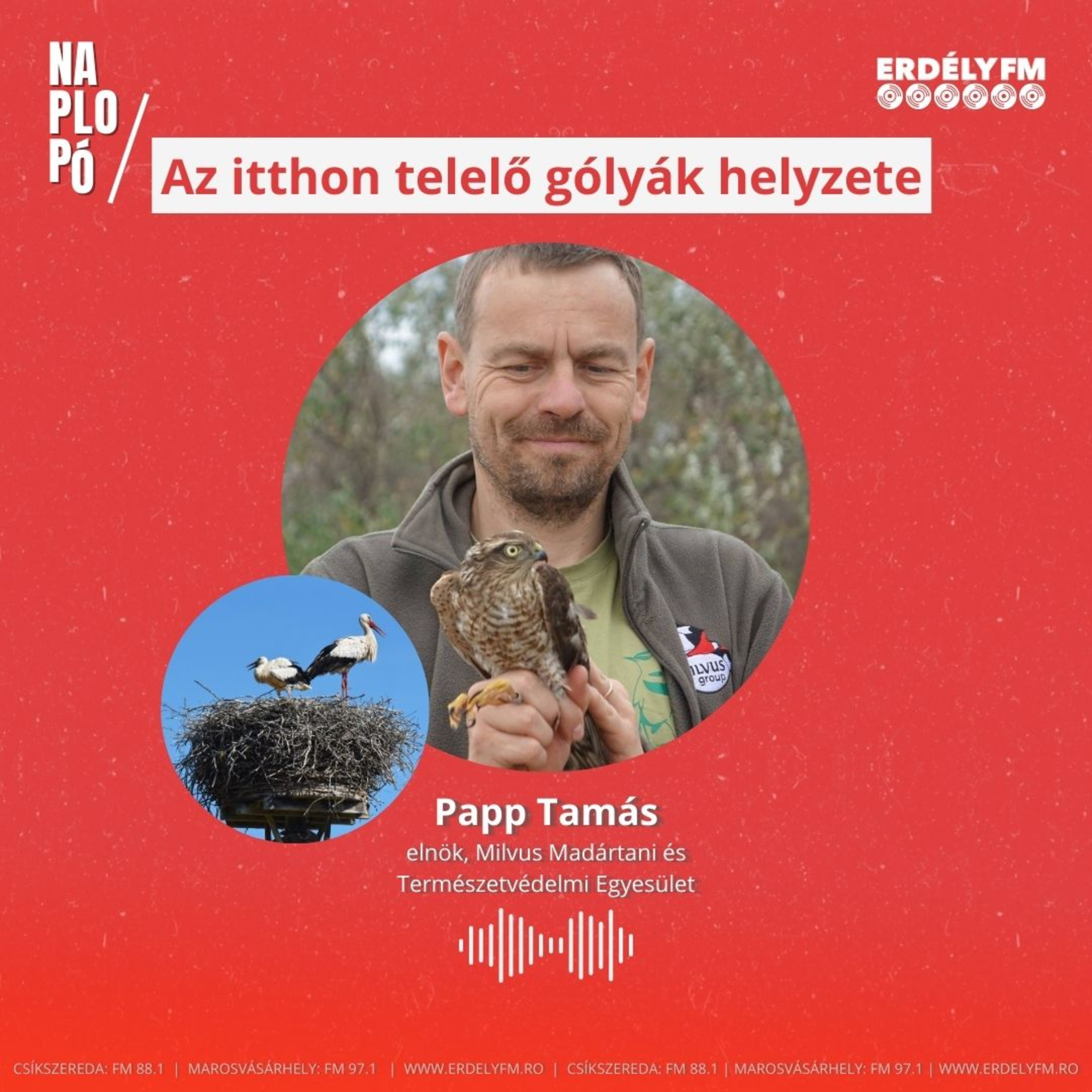 Az itthon maradt gólyák helyzete episode artwork