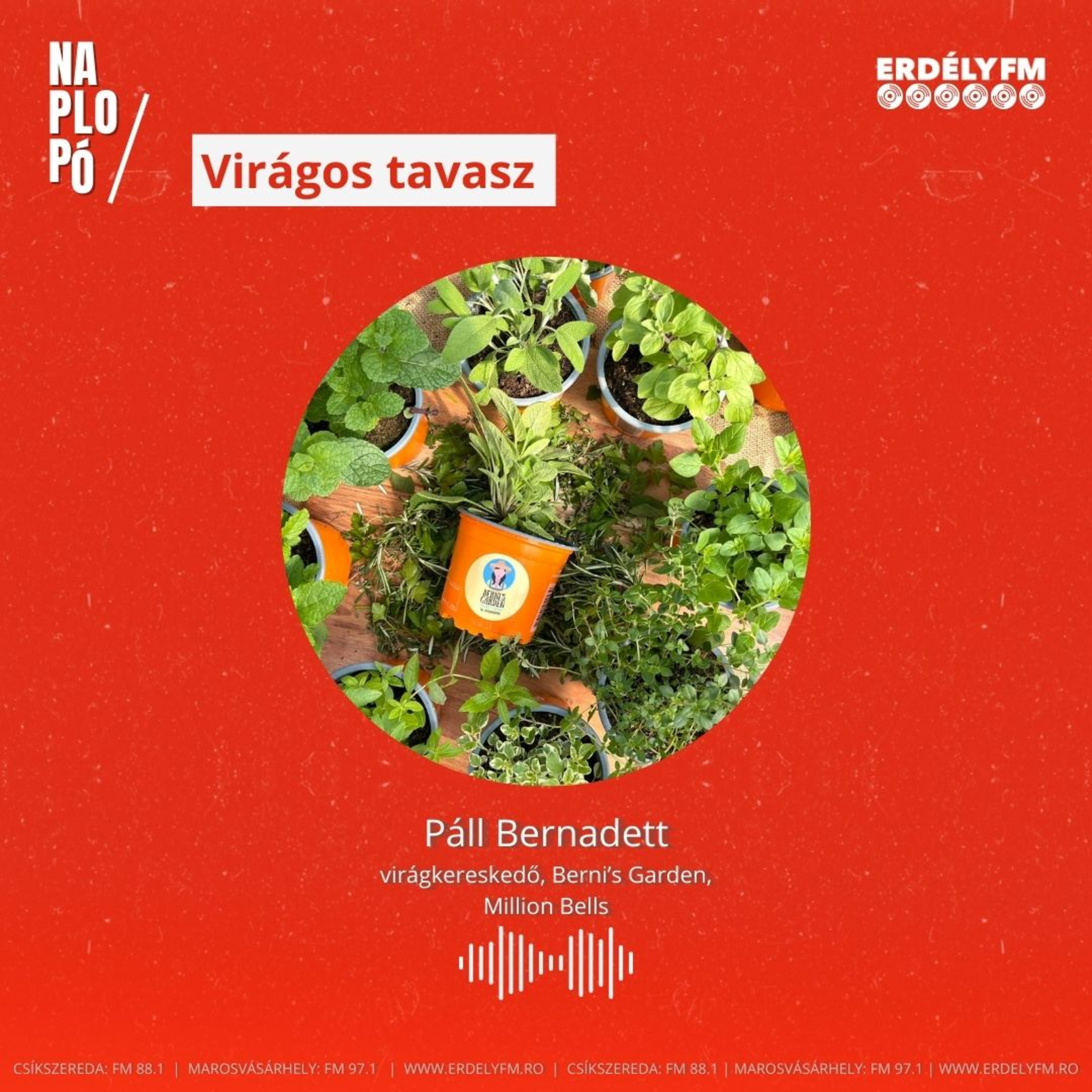Virágos tavasz - Páll Bernadett virágkereskedő episode artwork