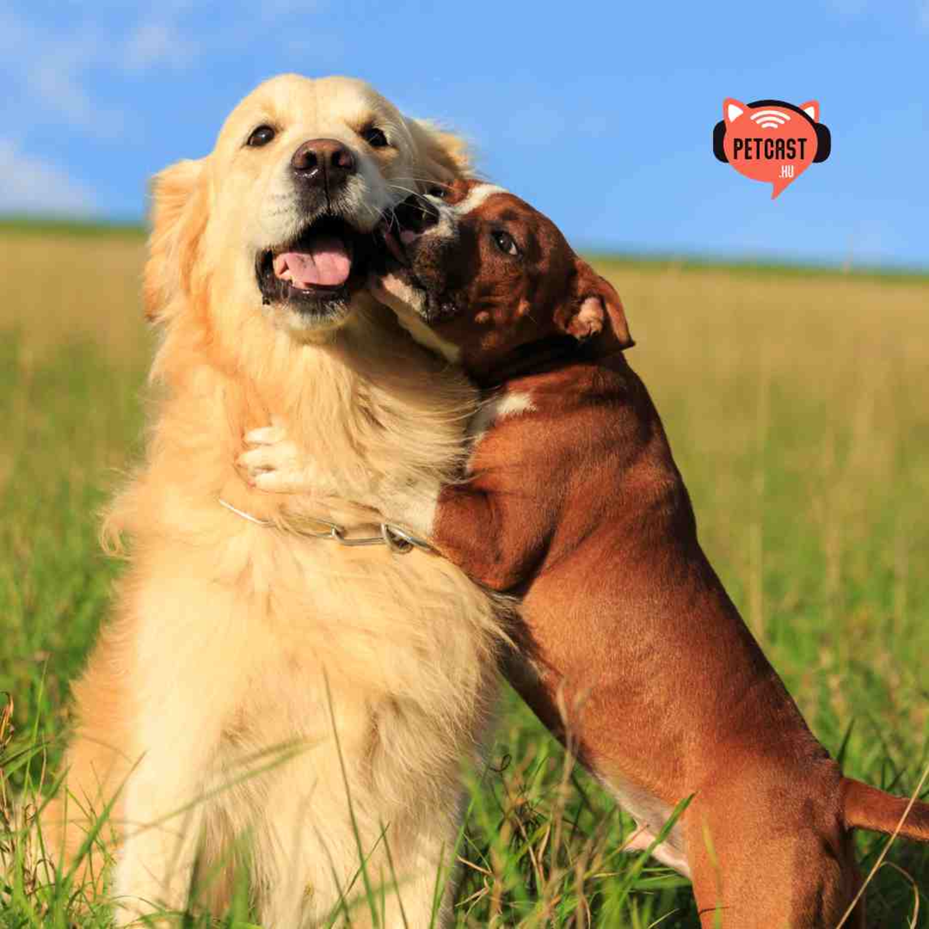Petcast. Az állati podcast