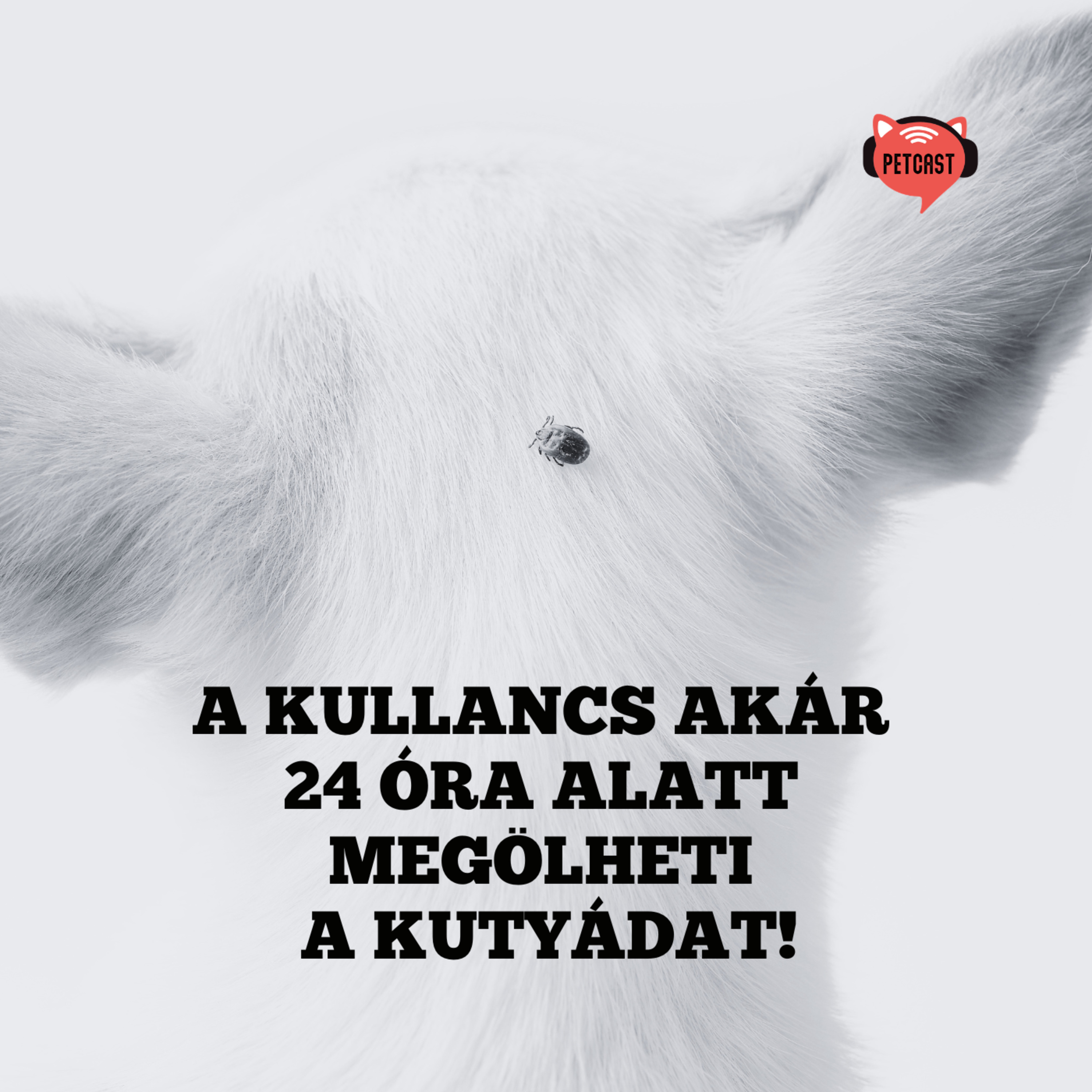 Halálos veszély fűben, bokorban: A kullancs akár 24 óra alatt végezhet a kutyáddal! episode artwork
