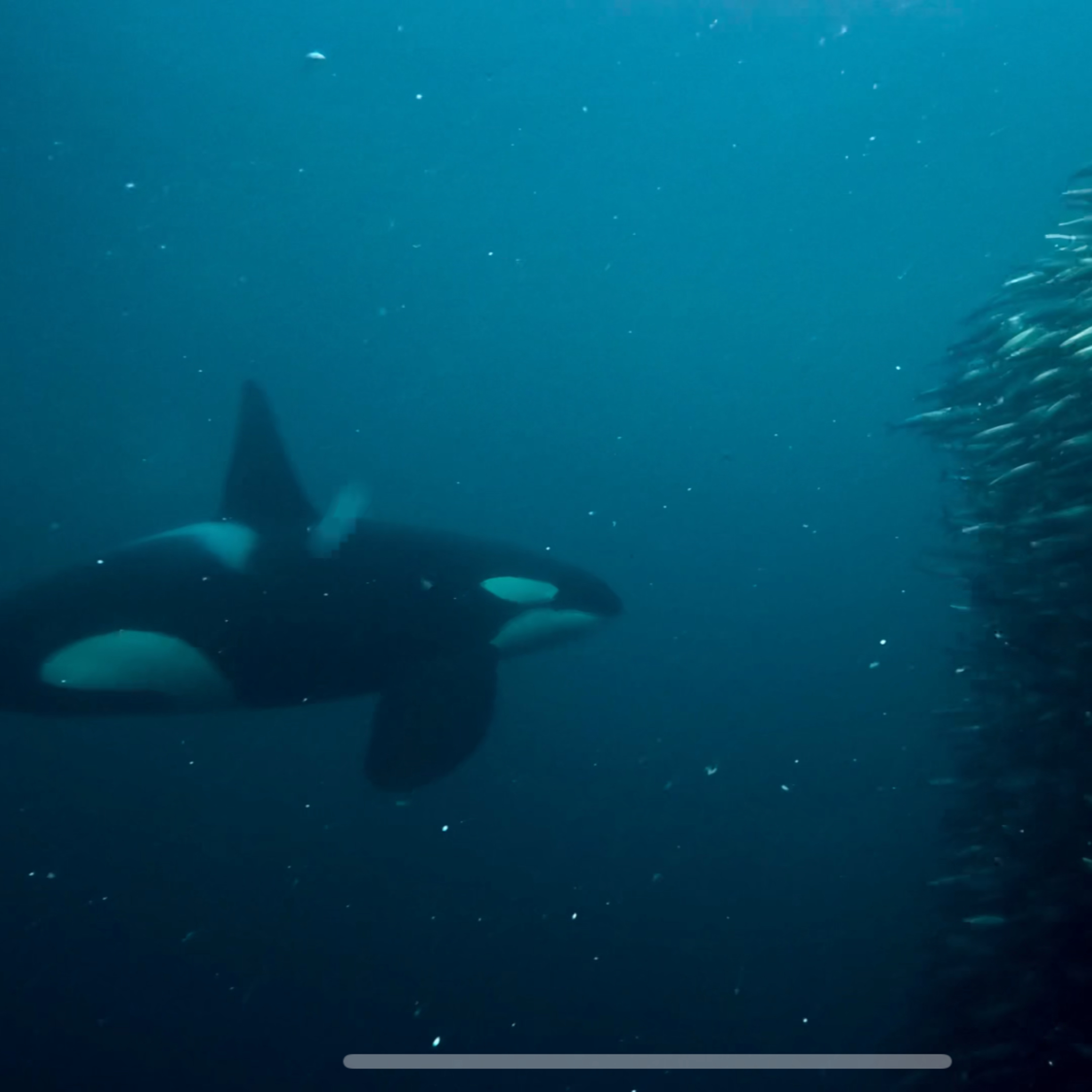 #192 – Eisige Tiefe, wildes Herz: Eine Woche unter Orcas und Buckelwalen