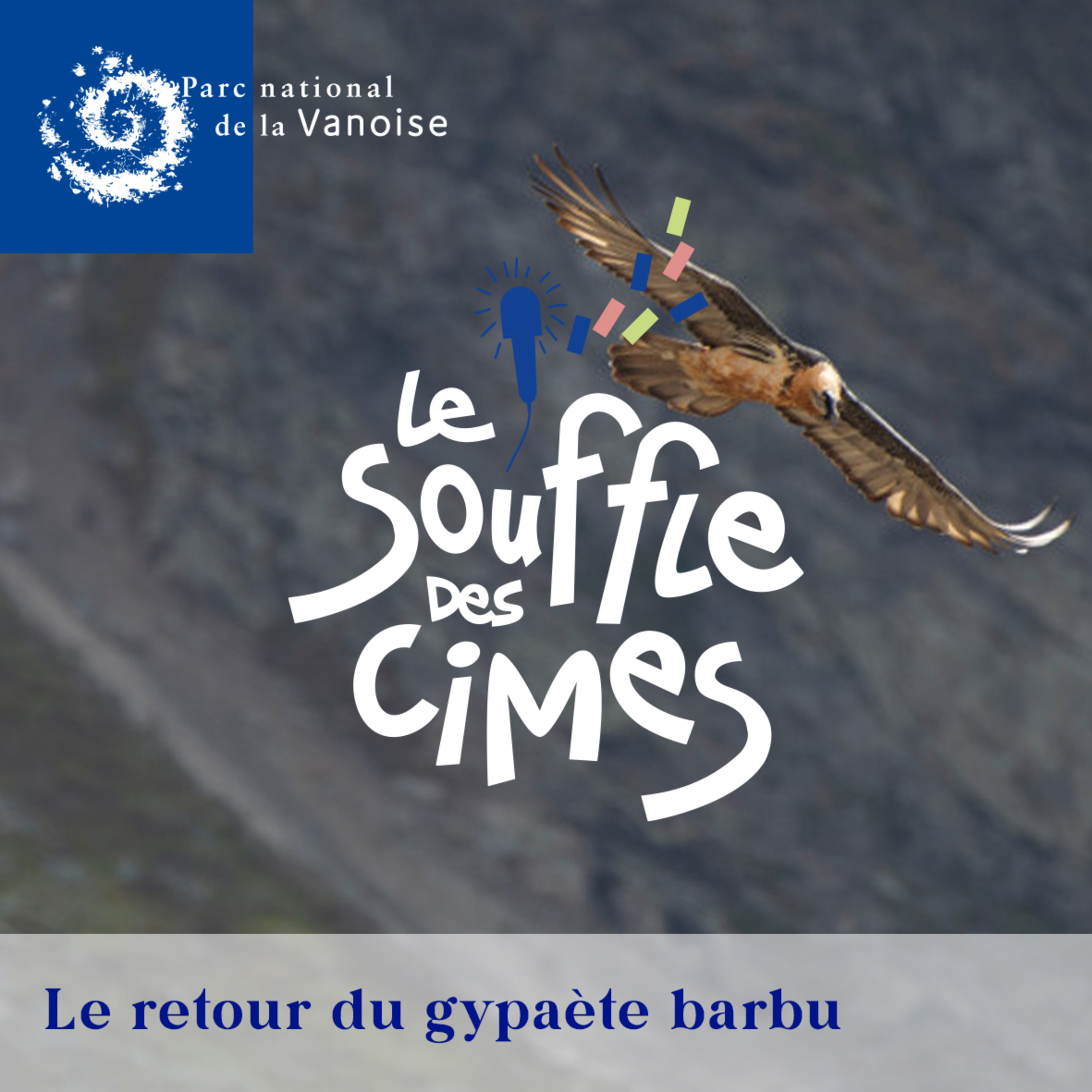 Le gypaète barbu : comment réintroduire une espèce menacée ? episode artwork