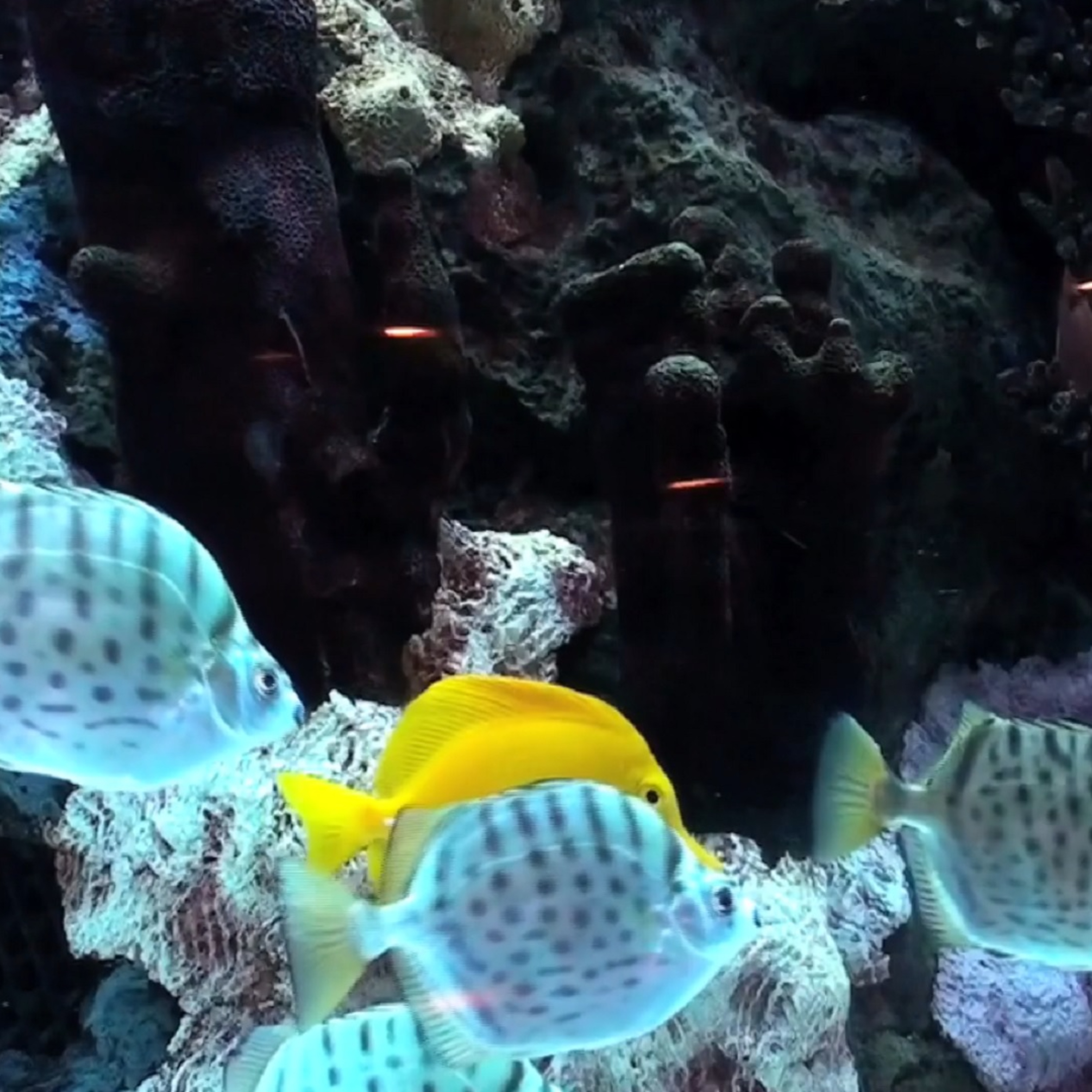 Ambient Fish episode artwork