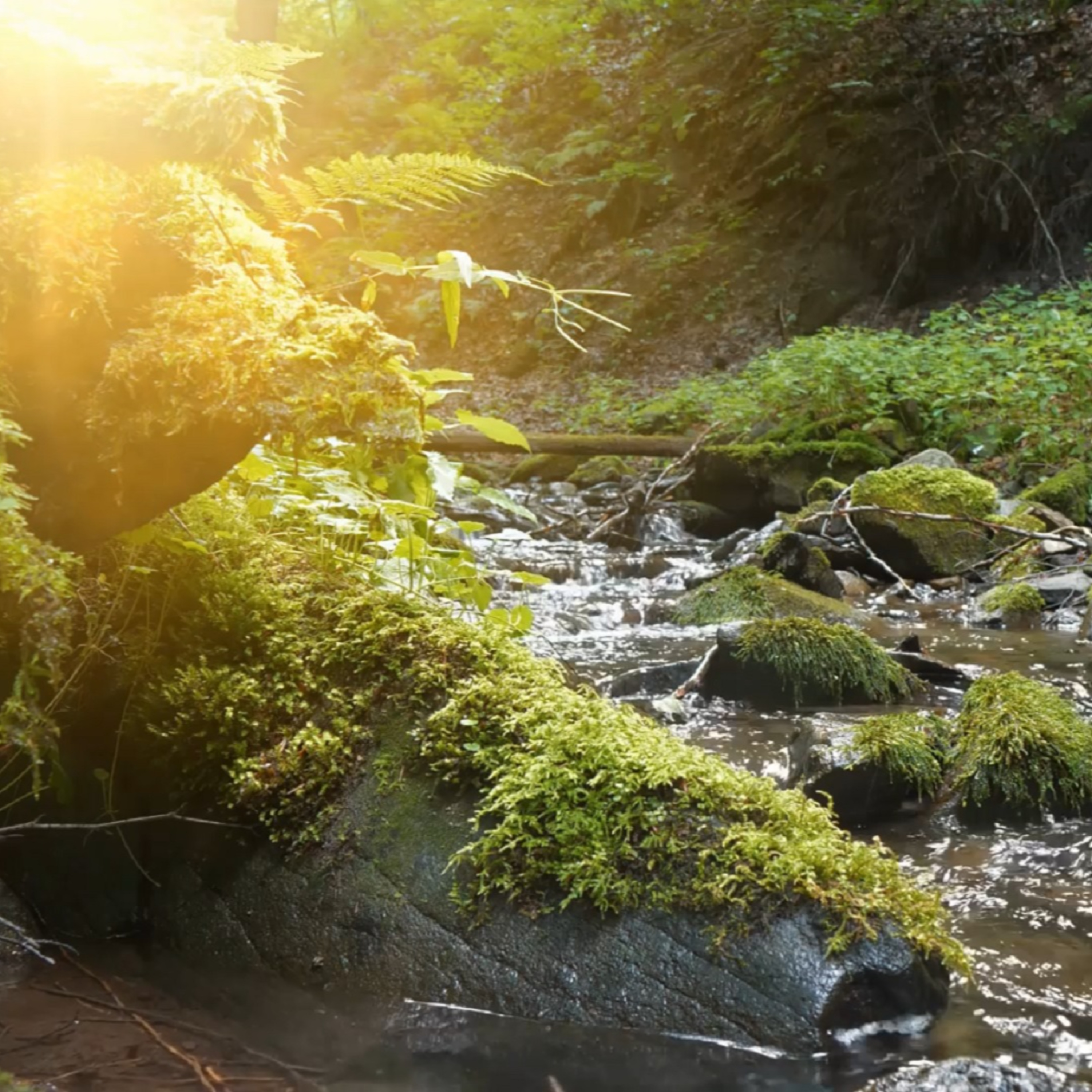 Soothing Spring Stream episode artwork