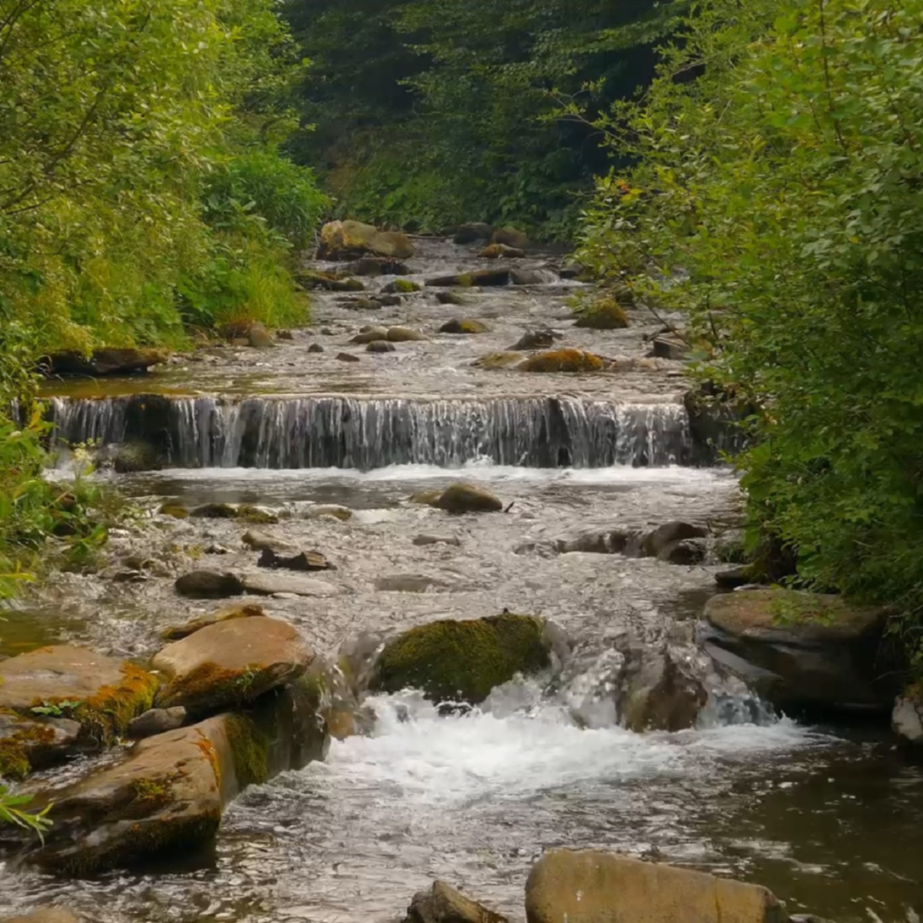 Calming Forest Stream episode artwork
