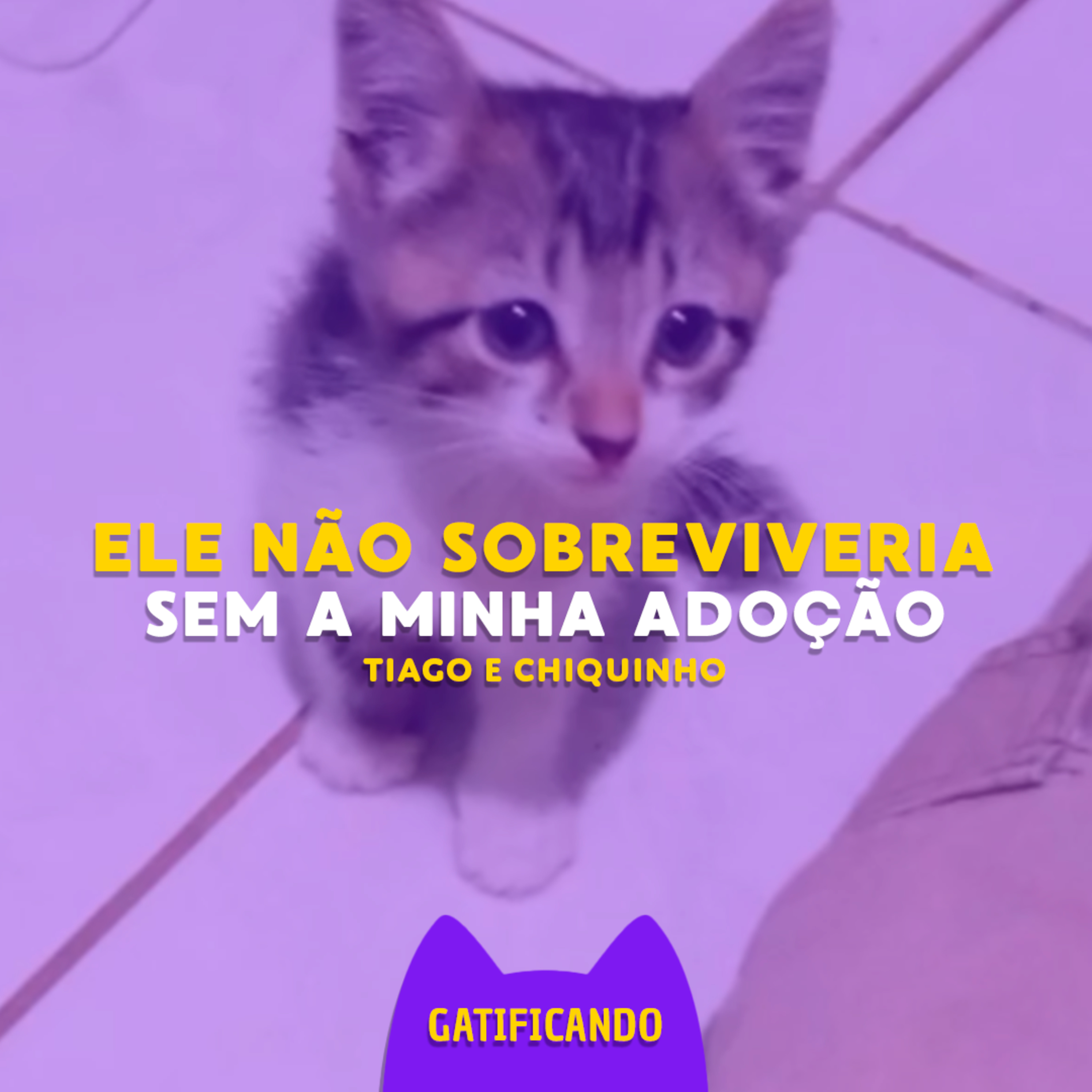Gatificando