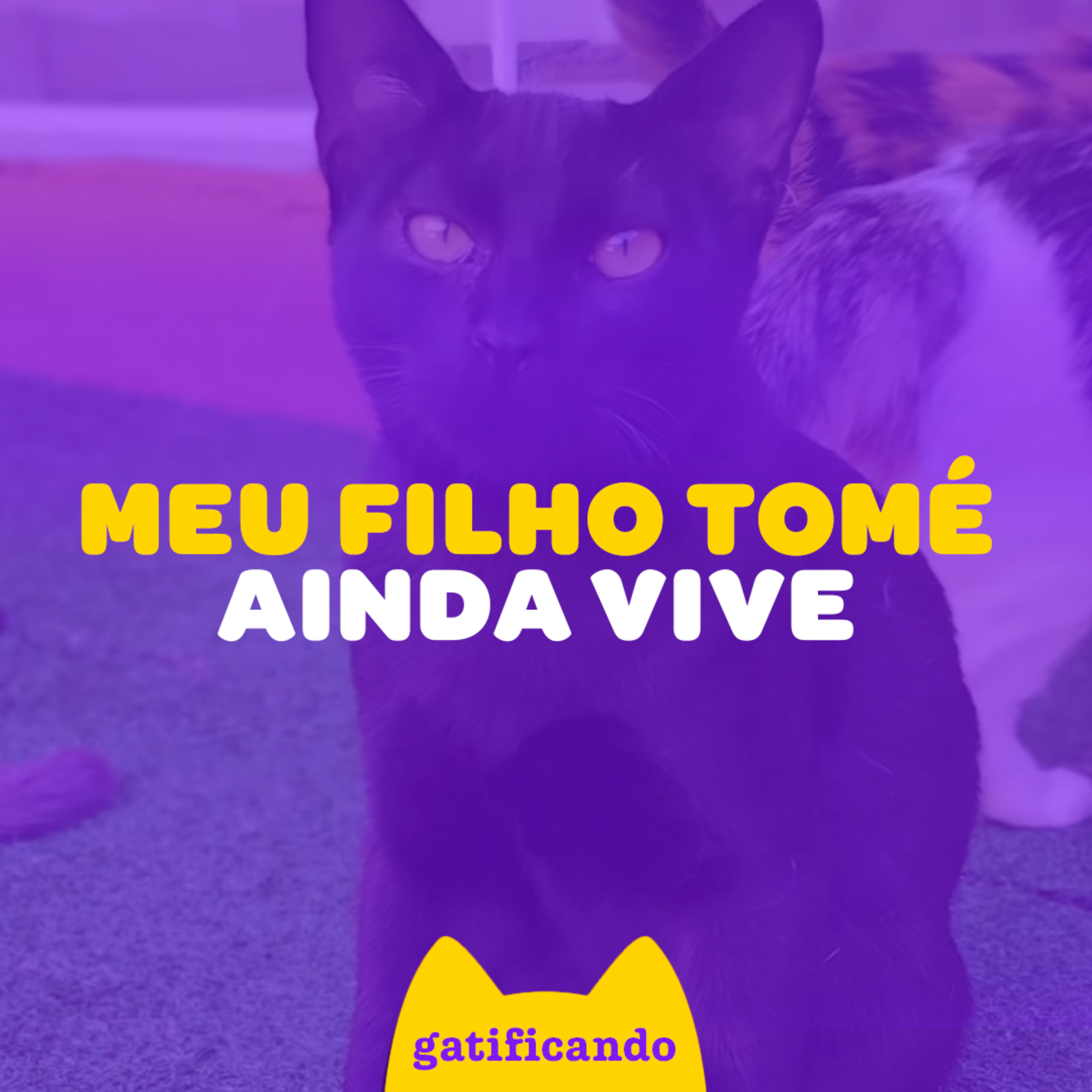 Gatificando