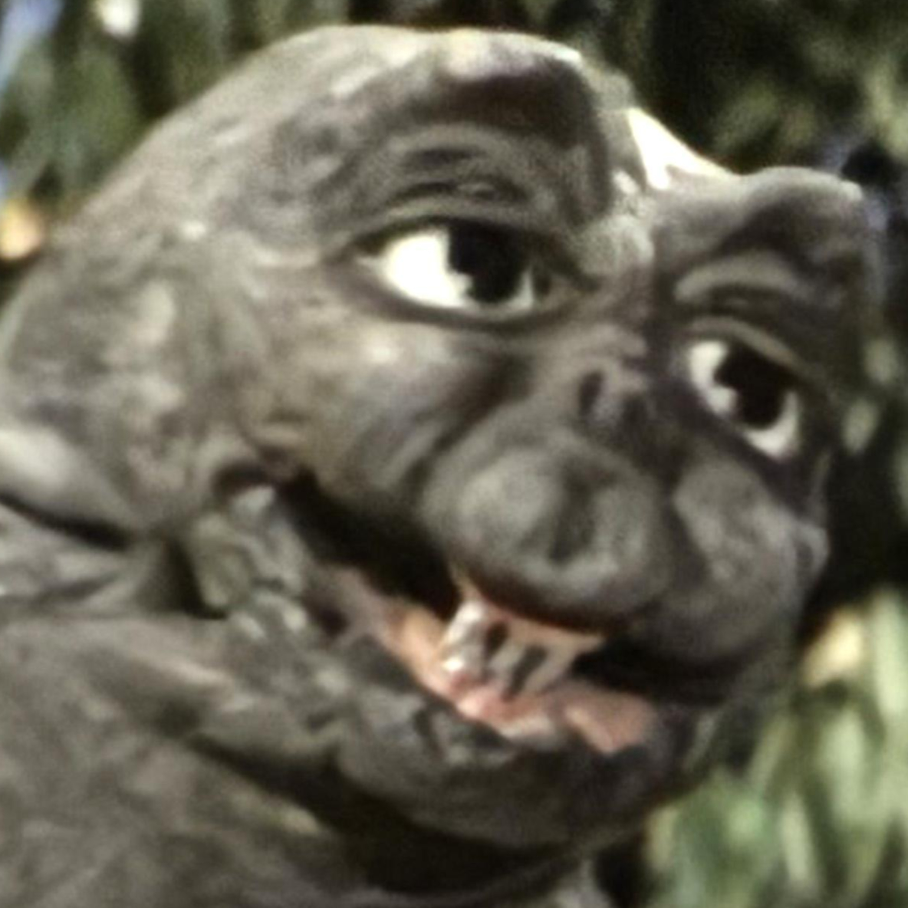 Talkaiju Podcast