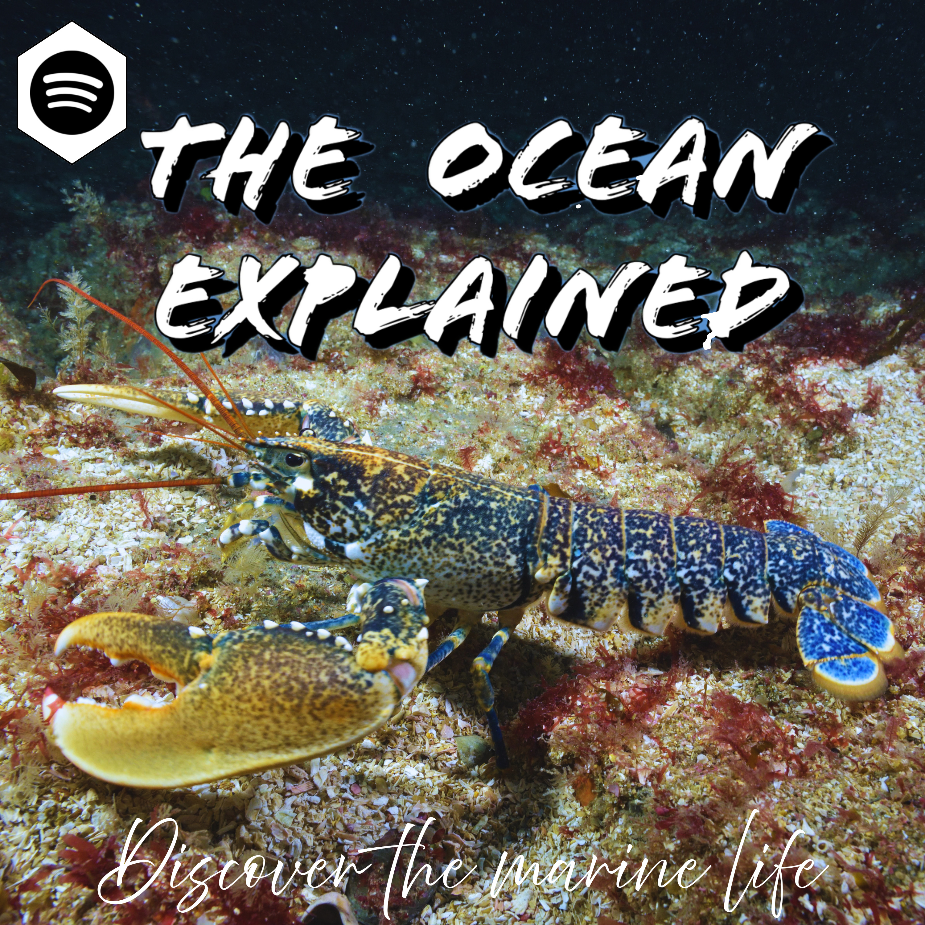 TIDE TALK I The Conga Line of Lobsters, the Truth behind mythical Golden Lobsters and this animal’s biology episode artwork
