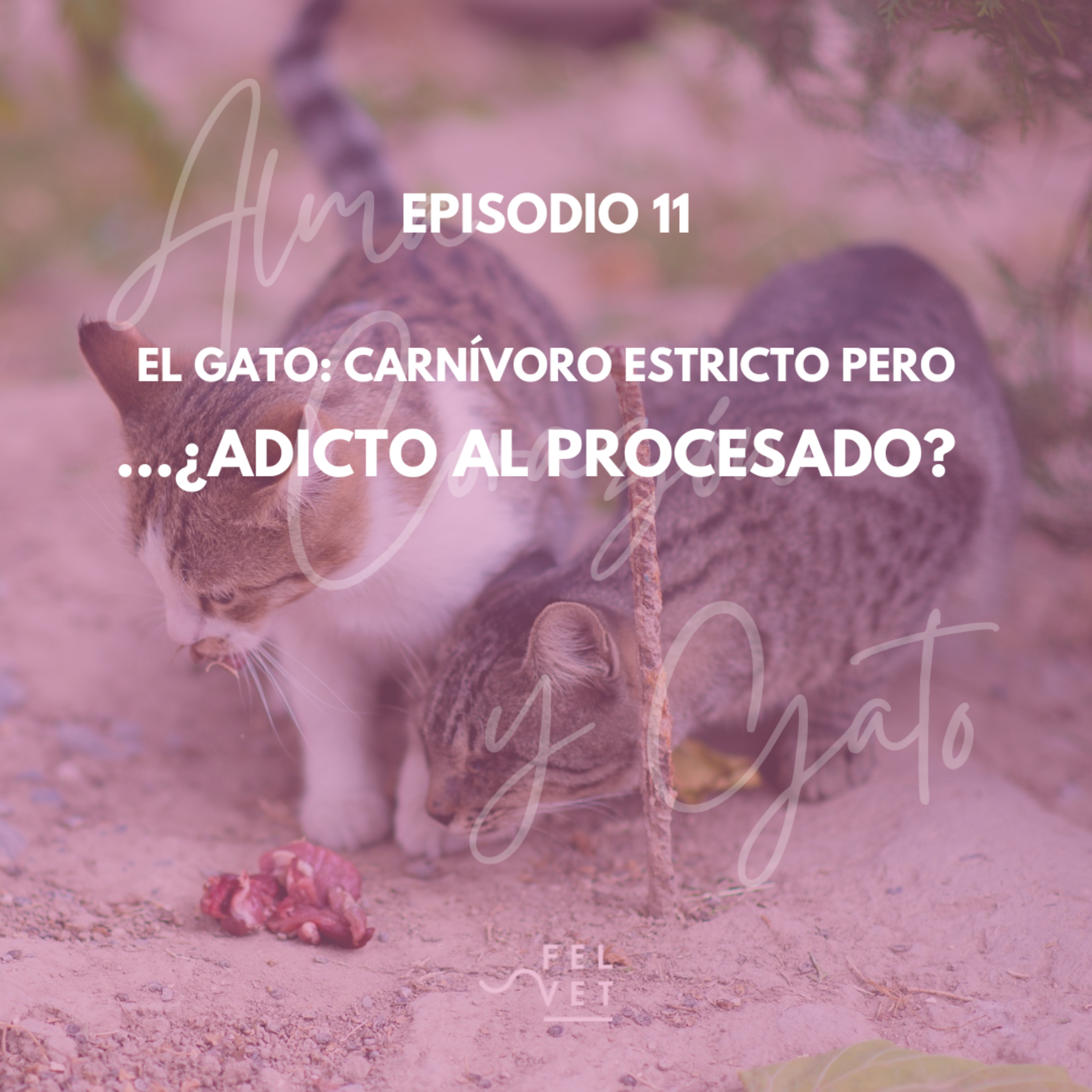 Alma Corazón y Gato - Podcast sobre gatos